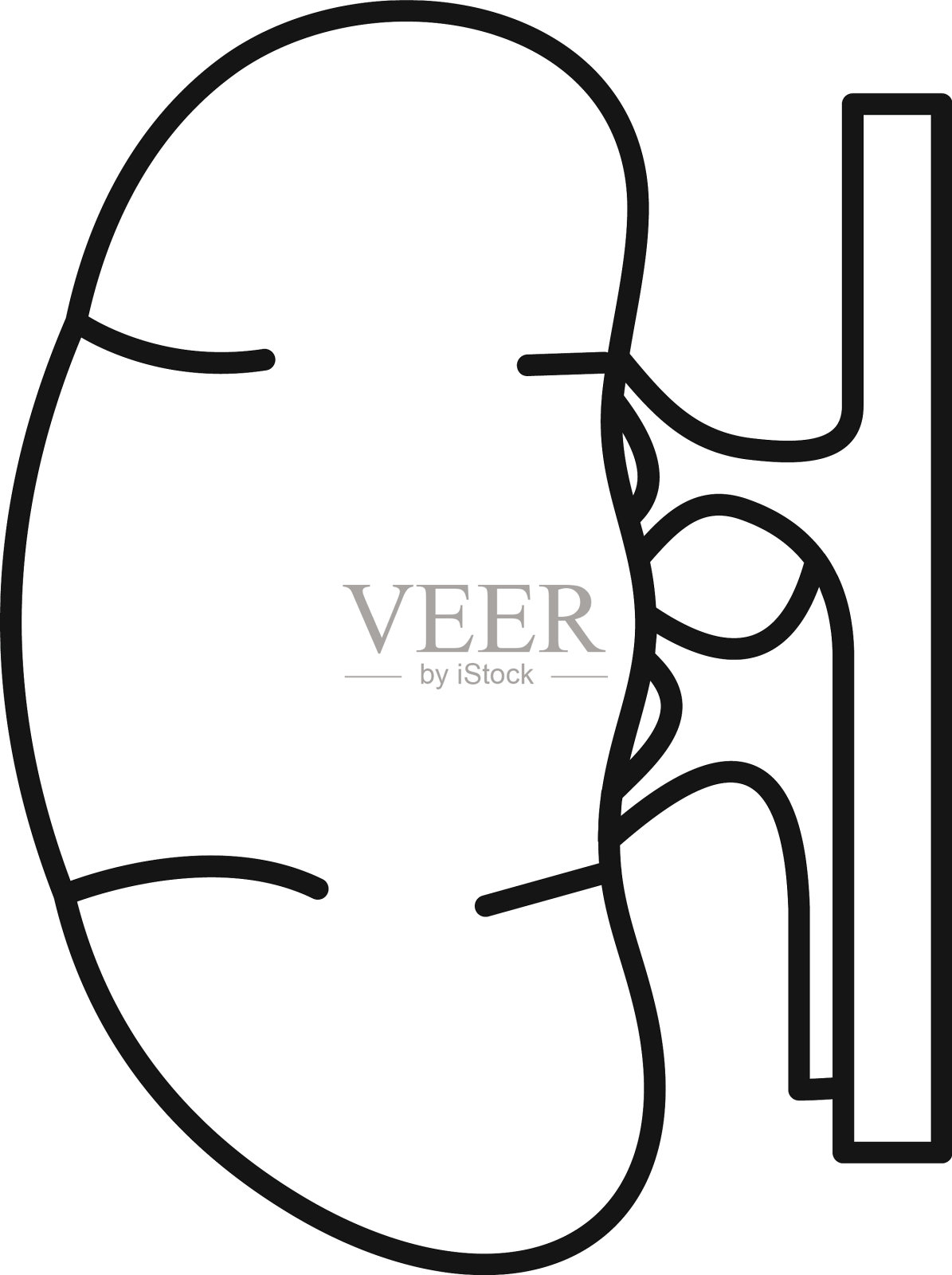 人体肾脏图标轮廓风格设计元素图片