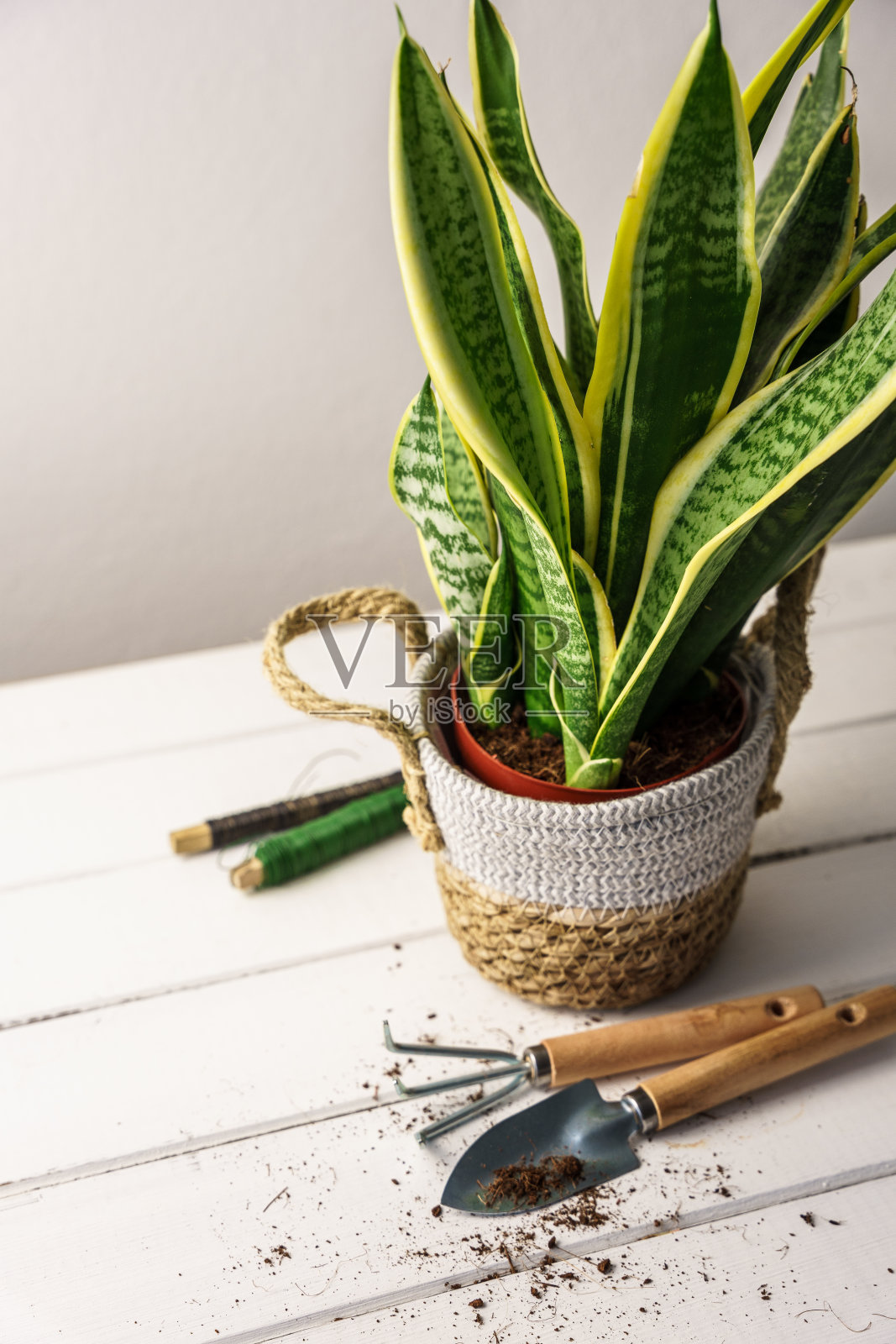 一个绿色的花盆和园艺工具放在木桌上照片摄影图片