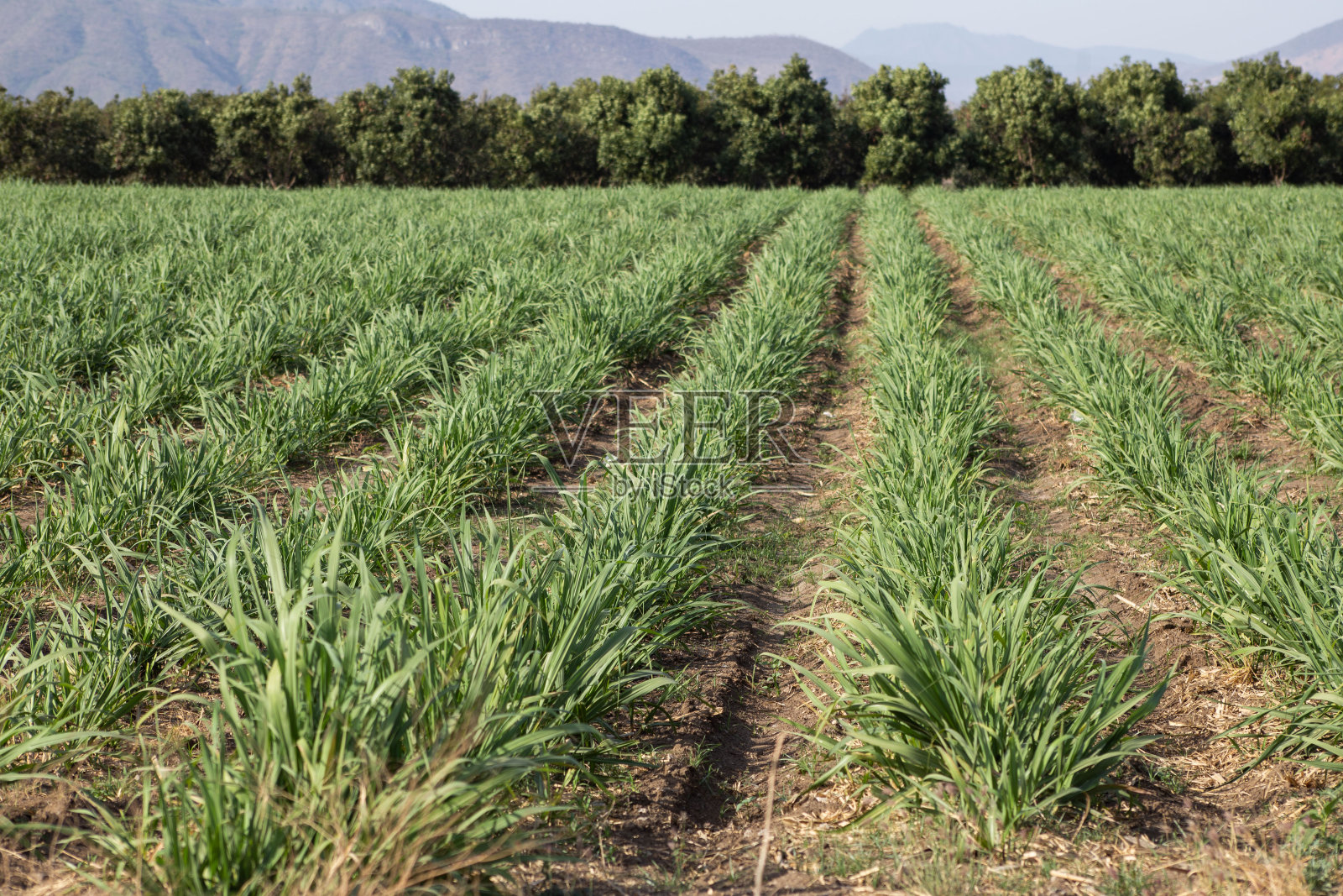 开阔的田野里的芦苇田照片摄影图片