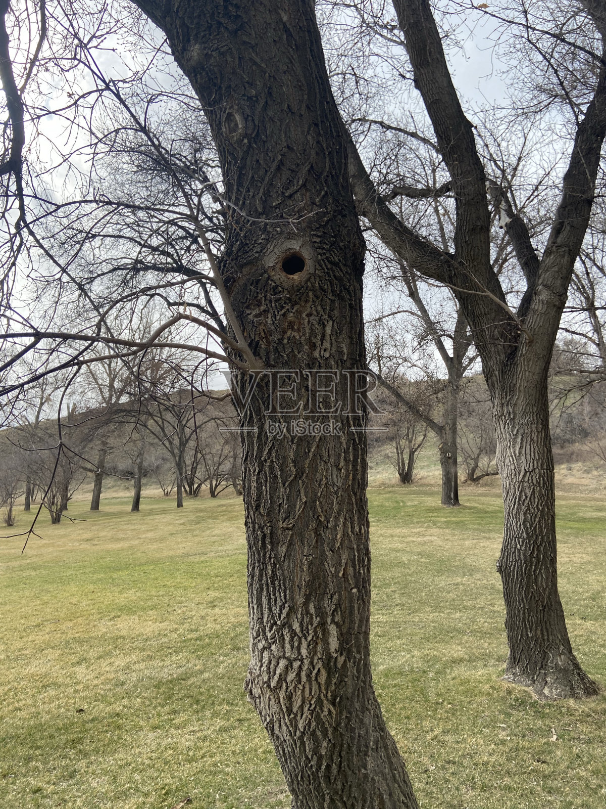 啄木鸟的洞照片摄影图片