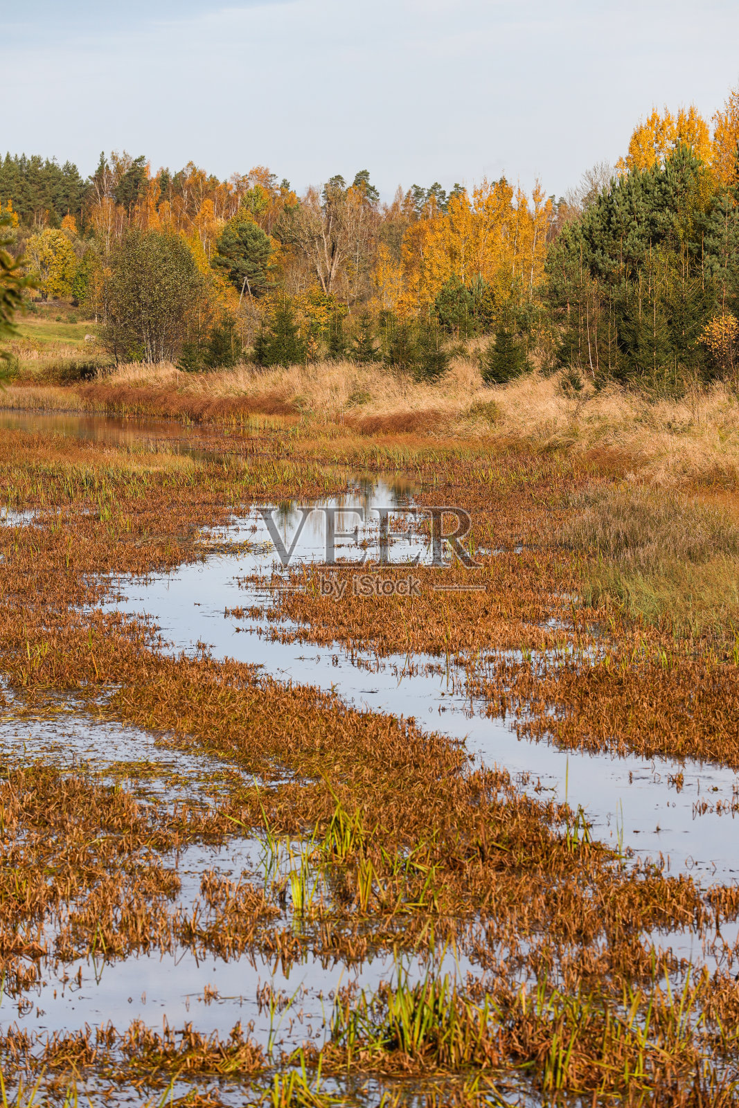 周围有树木的沼泽的自然景观。照片摄影图片
