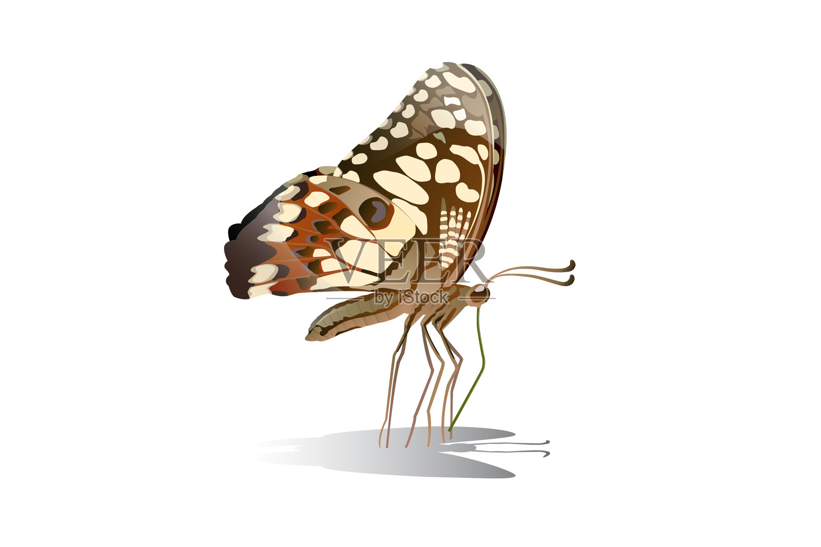 蝴蝶在上面，吃来自f插画图片素材