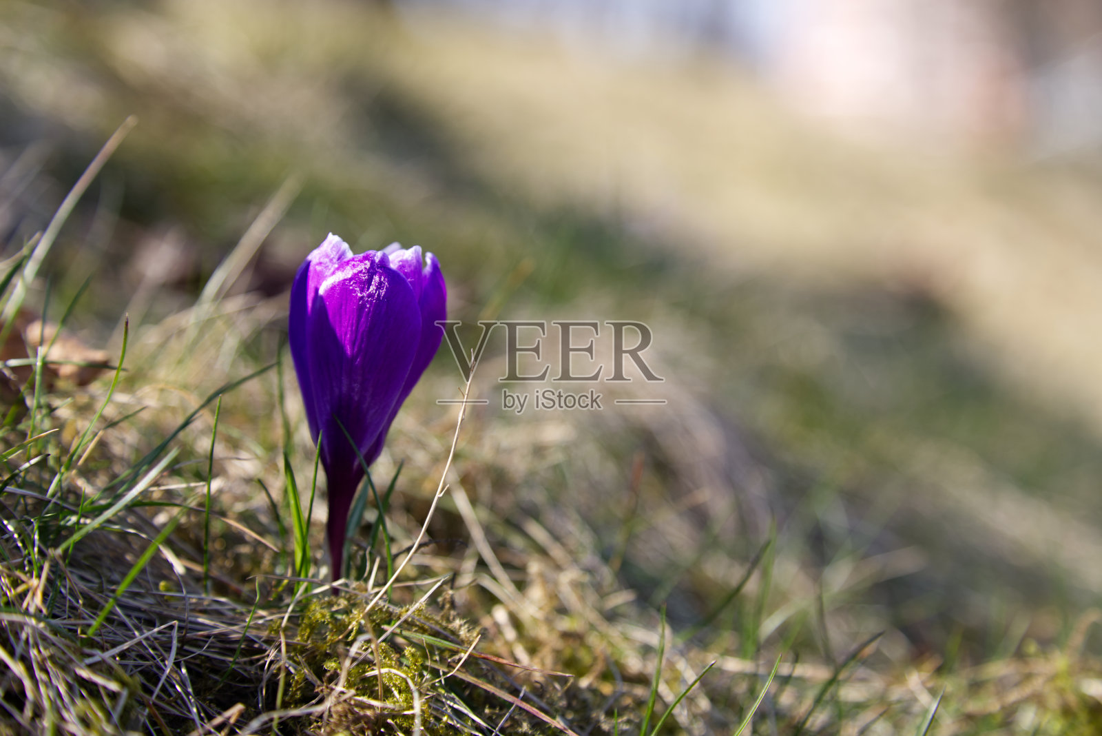 番红花，一朵盛开的番红花照片摄影图片