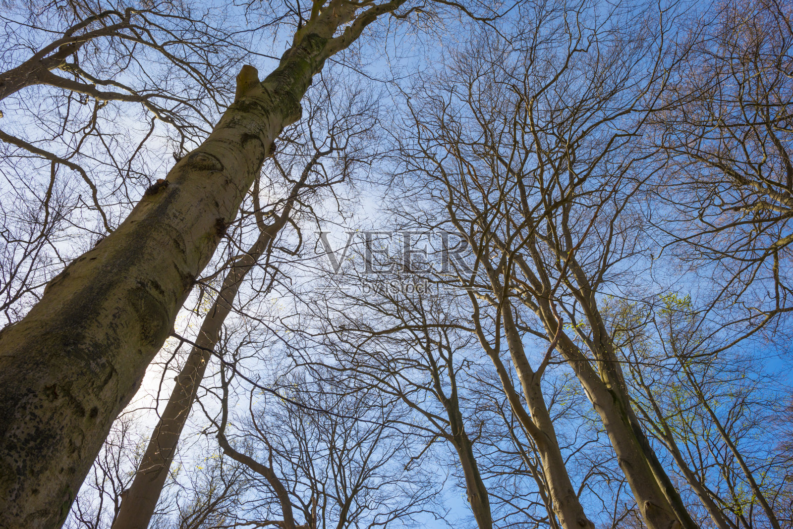 春天明媚的阳光下，蓝天下的森林里的树木照片摄影图片