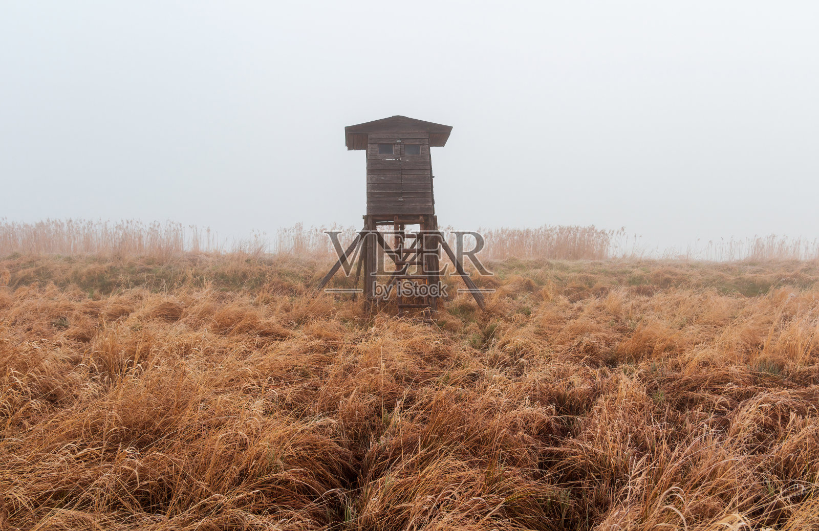 雾天在池塘边苇草高处狩猎照片摄影图片