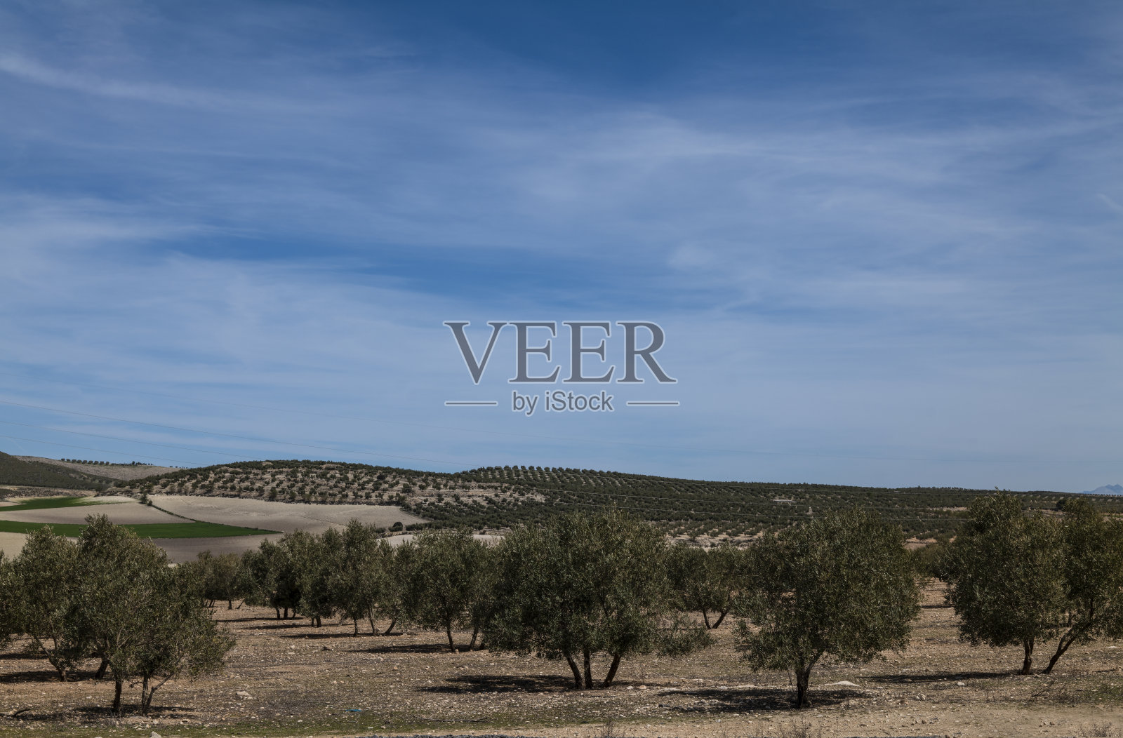 一片橄榄树映衬着天空。格拉纳达,西班牙照片摄影图片