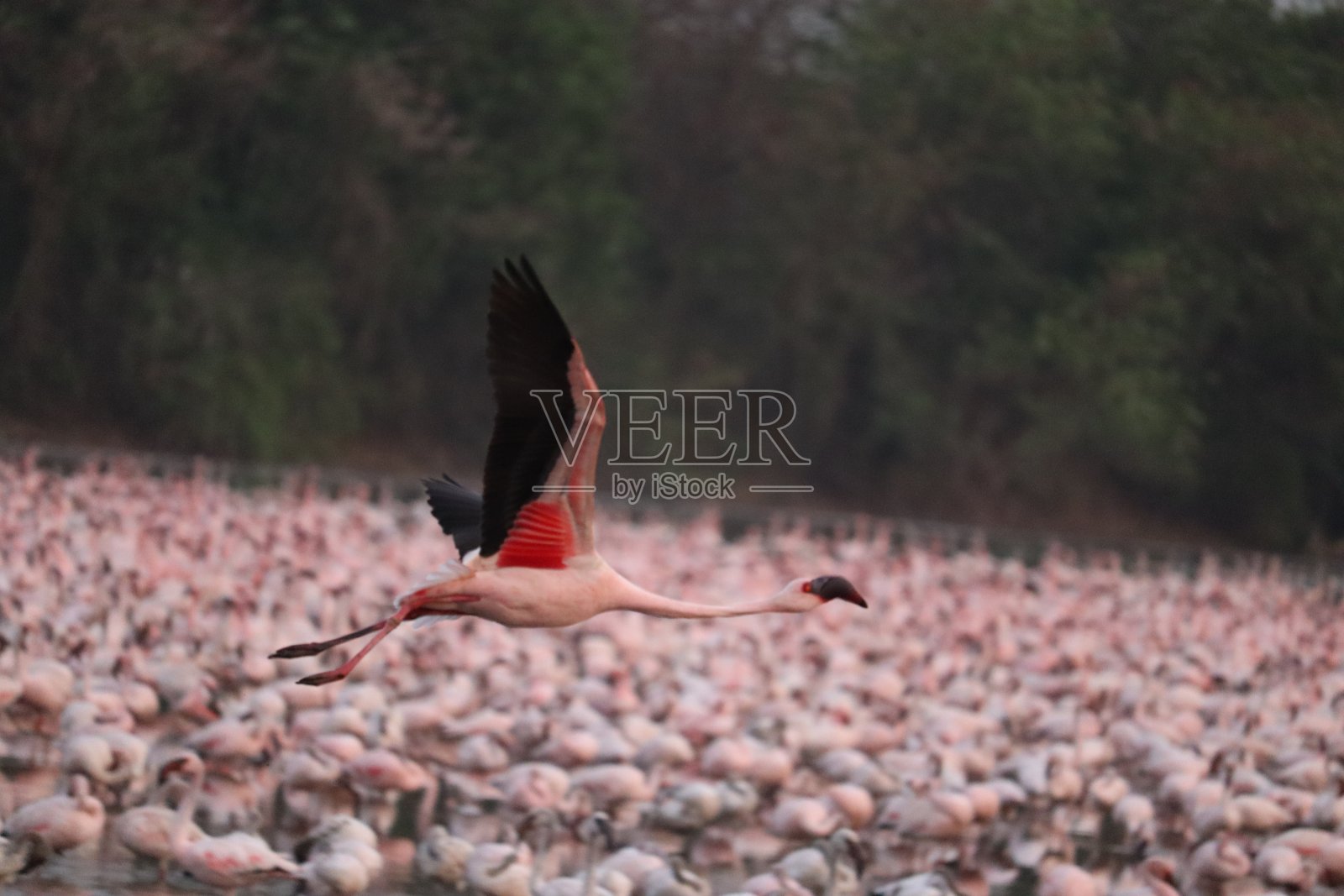 客人照片摄影图片