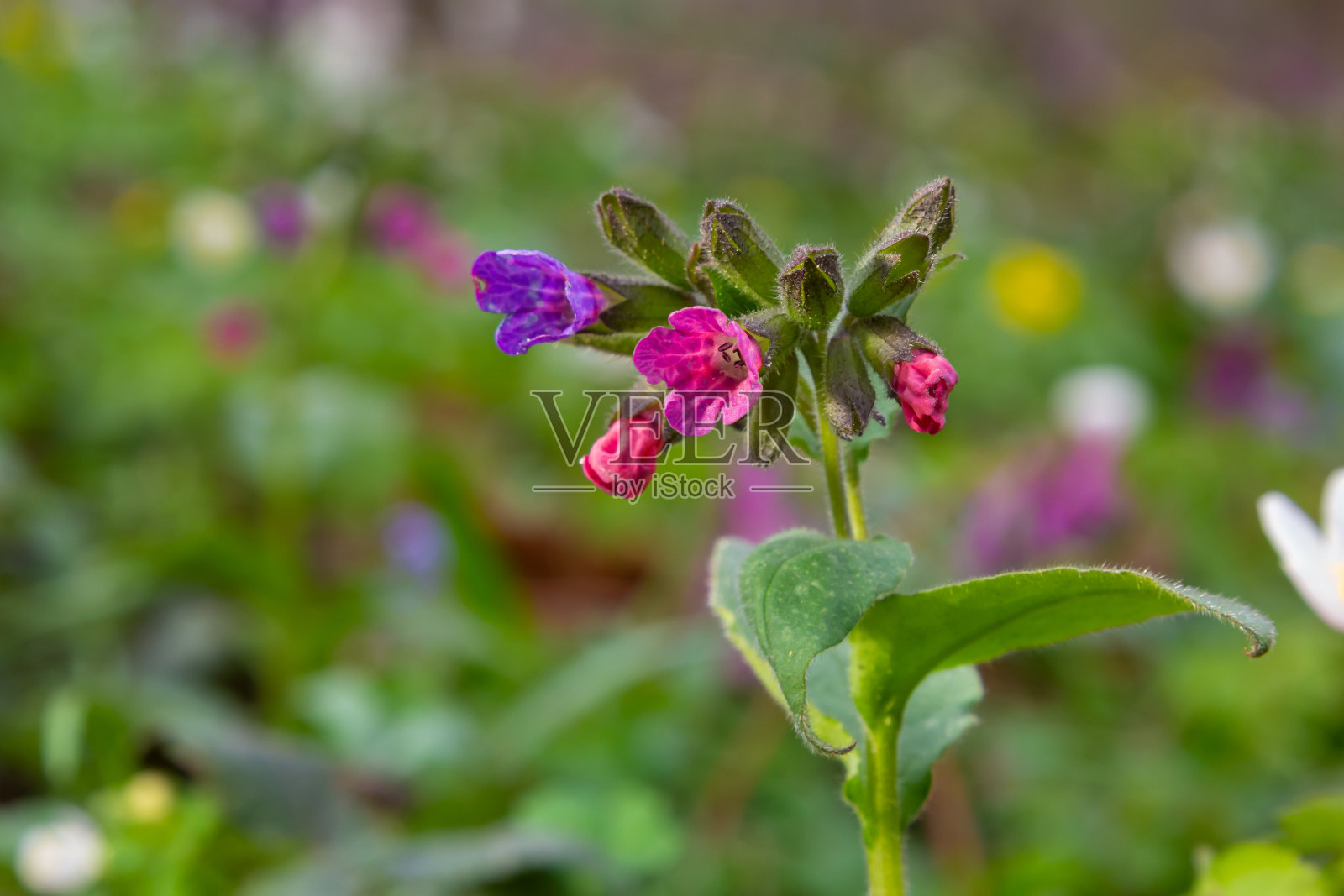 officinalis，俗称肺苔，普通肺苔，玛丽的眼泪或圣母的乳汁，是一种草本根状的常绿多年生植物肺苔属照片摄影图片