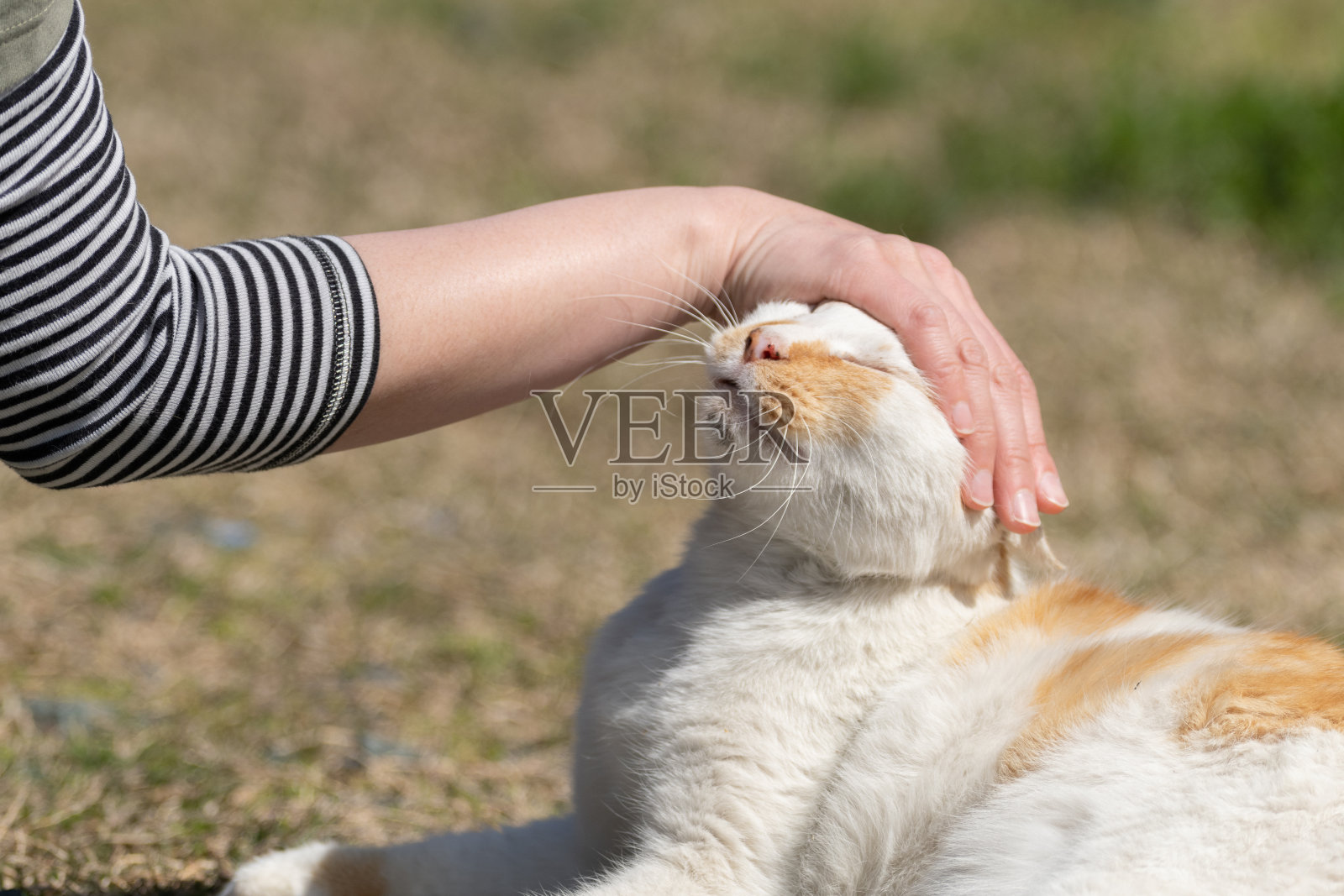 抚摸一只猫照片摄影图片