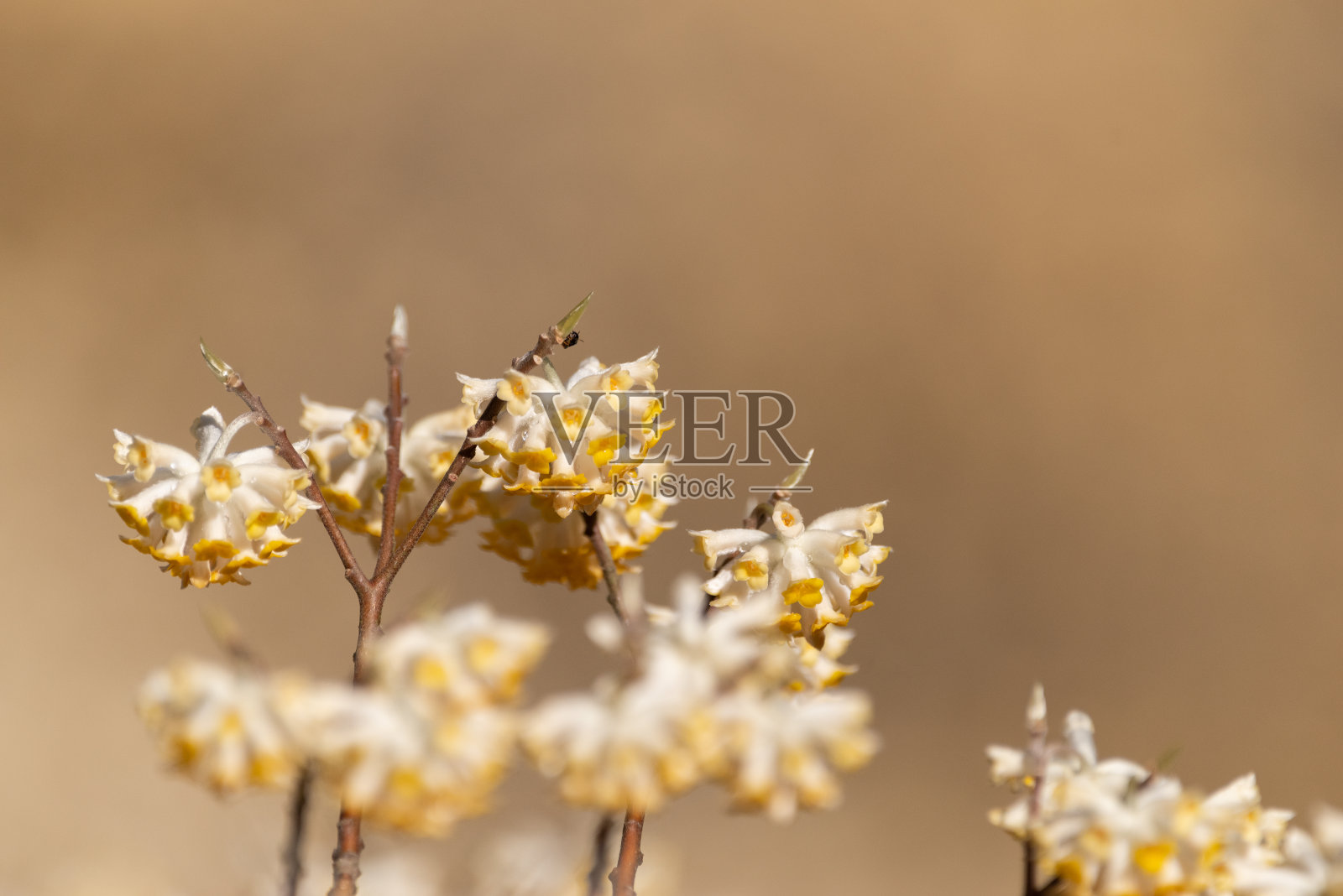 东方paperbush照片摄影图片