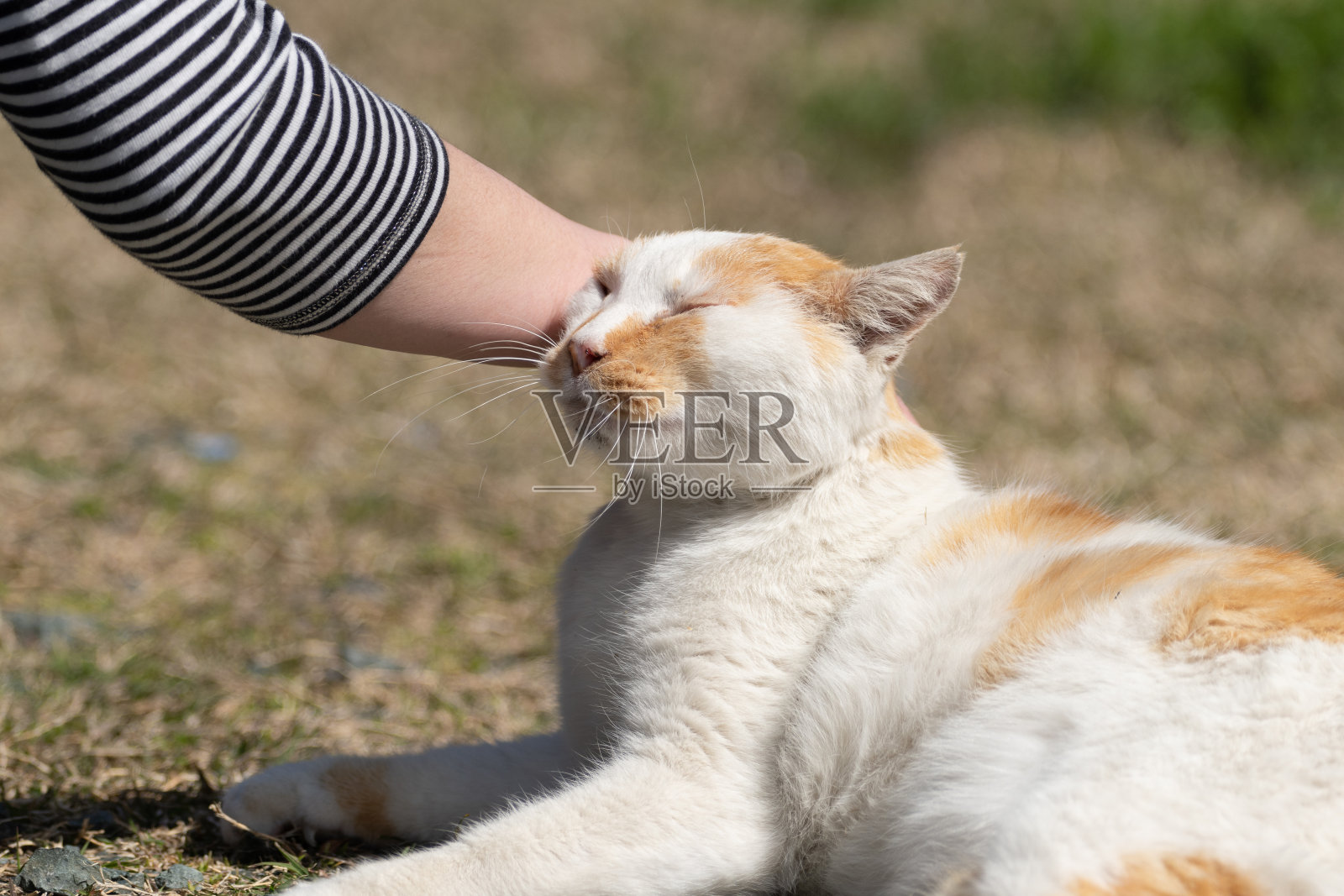 抚摸一只猫照片摄影图片