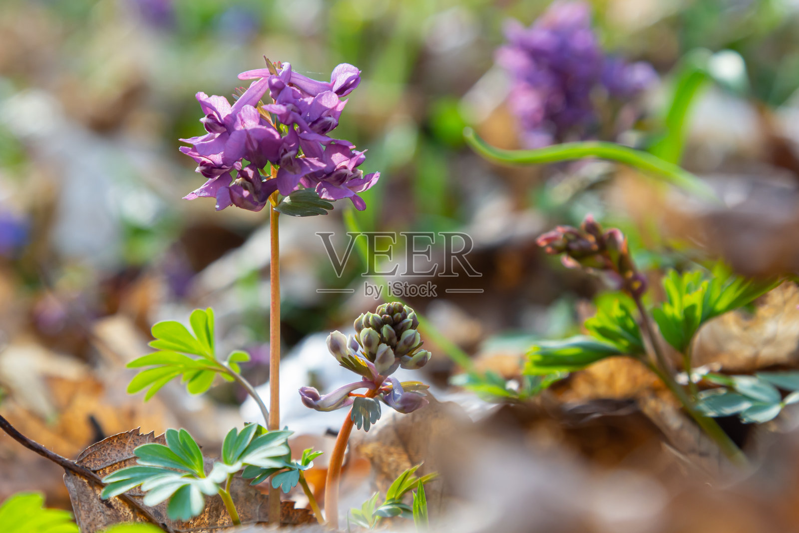 紫堇，紫堇春花，宏观，特写照片摄影图片