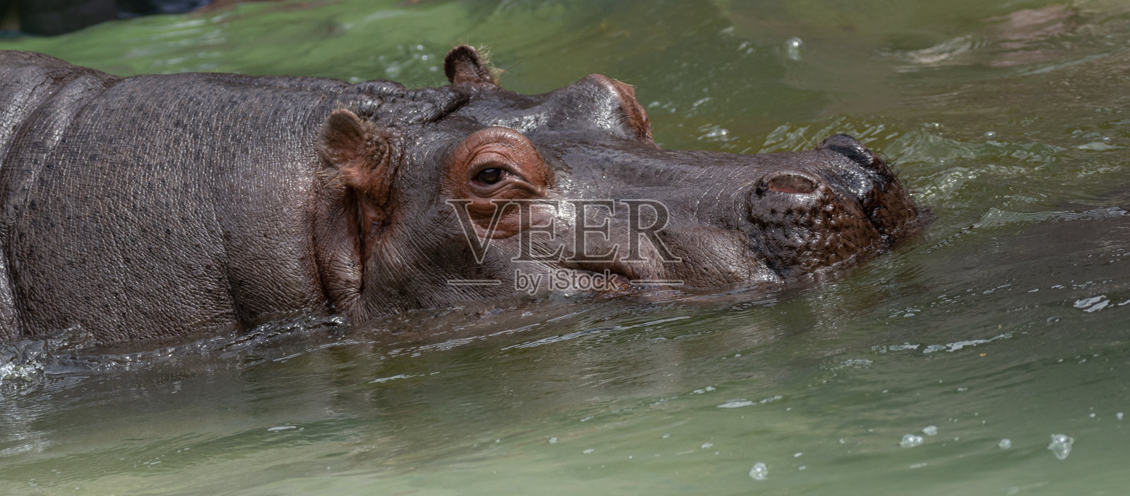 河马照片摄影图片