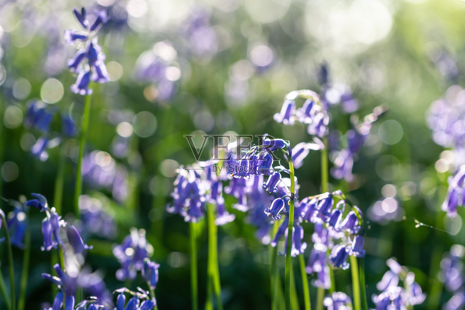 苏塞克斯林地里美丽的蓝铃花，景深很浅照片摄影图片