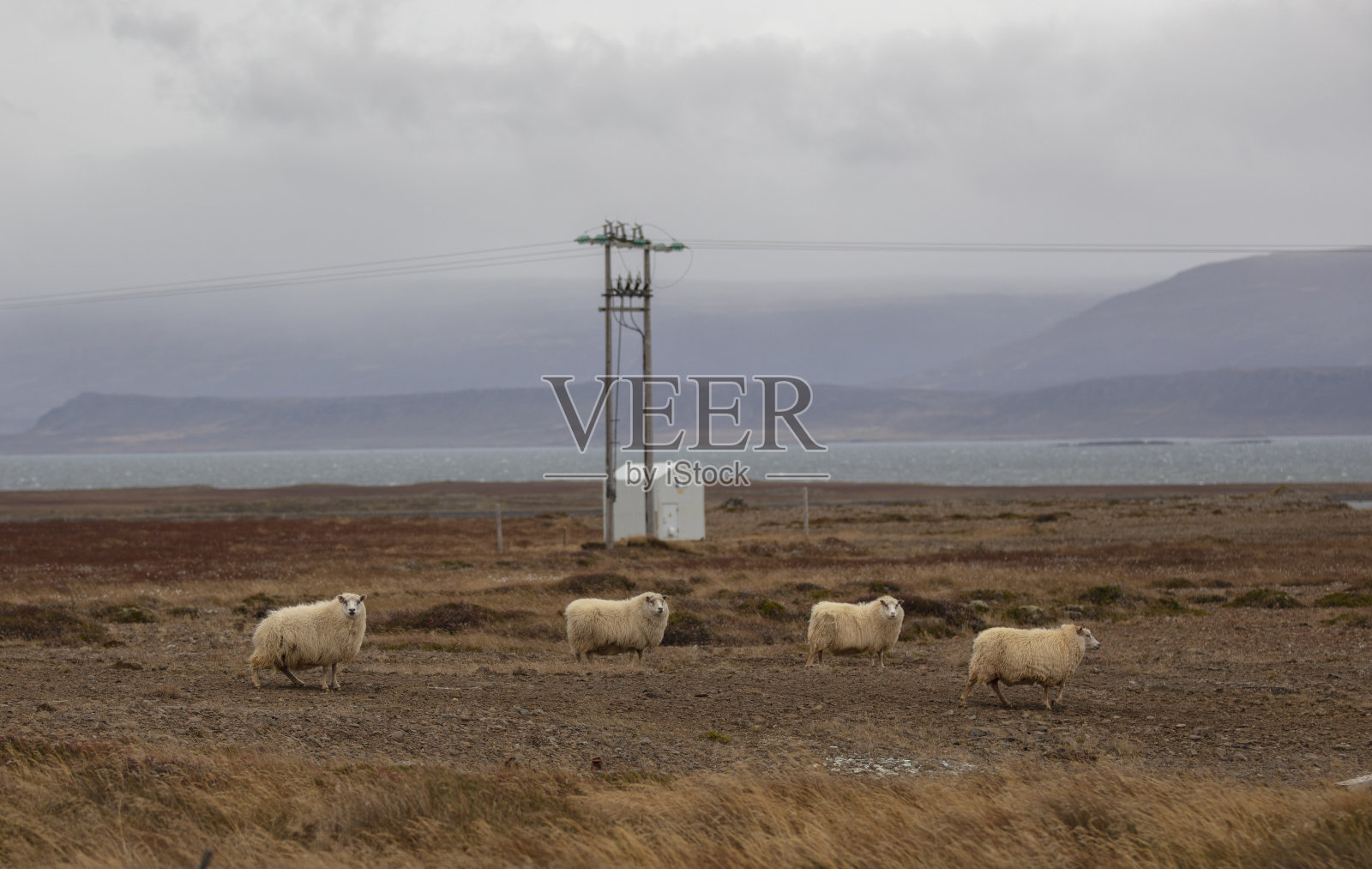 四只吃草的冰岛绵羊照片摄影图片