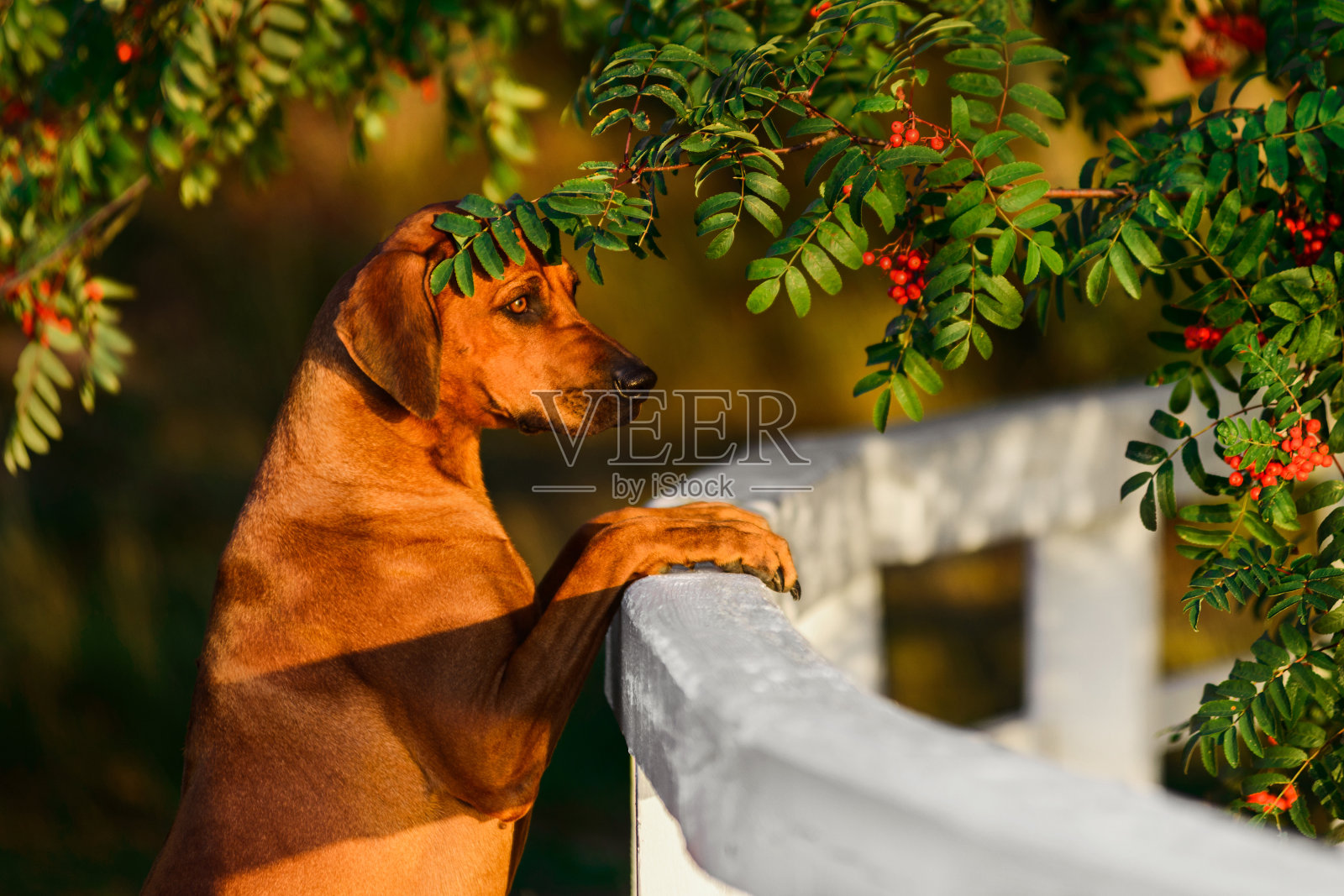 罗得西亚脊背近距离肖像在自然场景在日落照片摄影图片