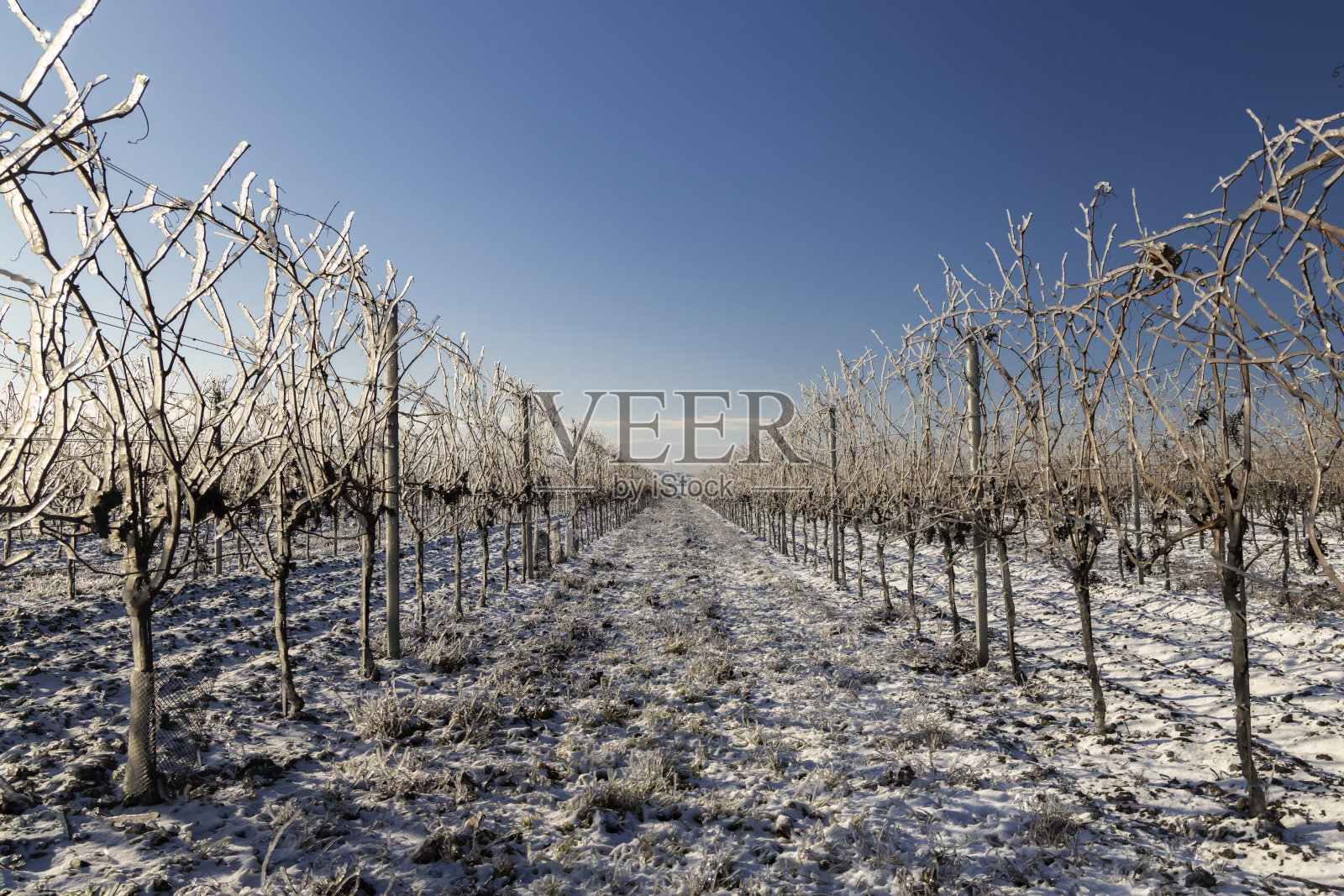 靠近米库洛夫的冬季葡萄园，巴拉瓦地区，南摩拉维亚，捷克共和国照片摄影图片