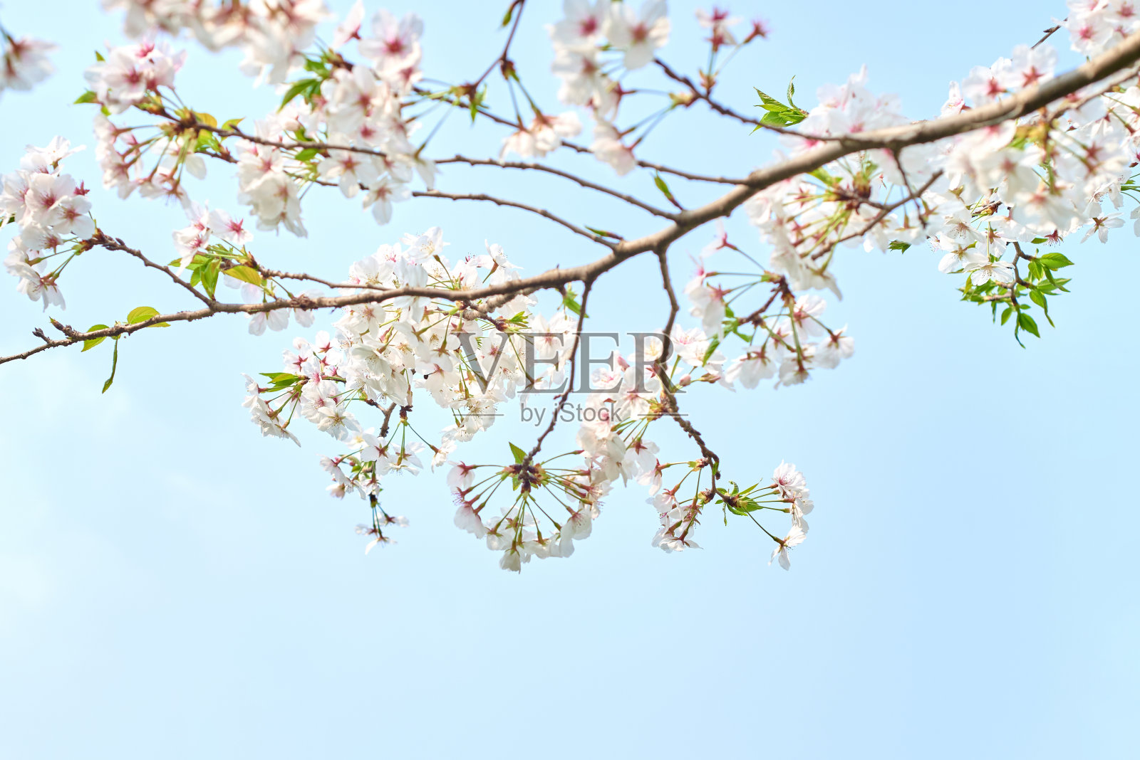 美丽的樱花在春天盛开照片摄影图片