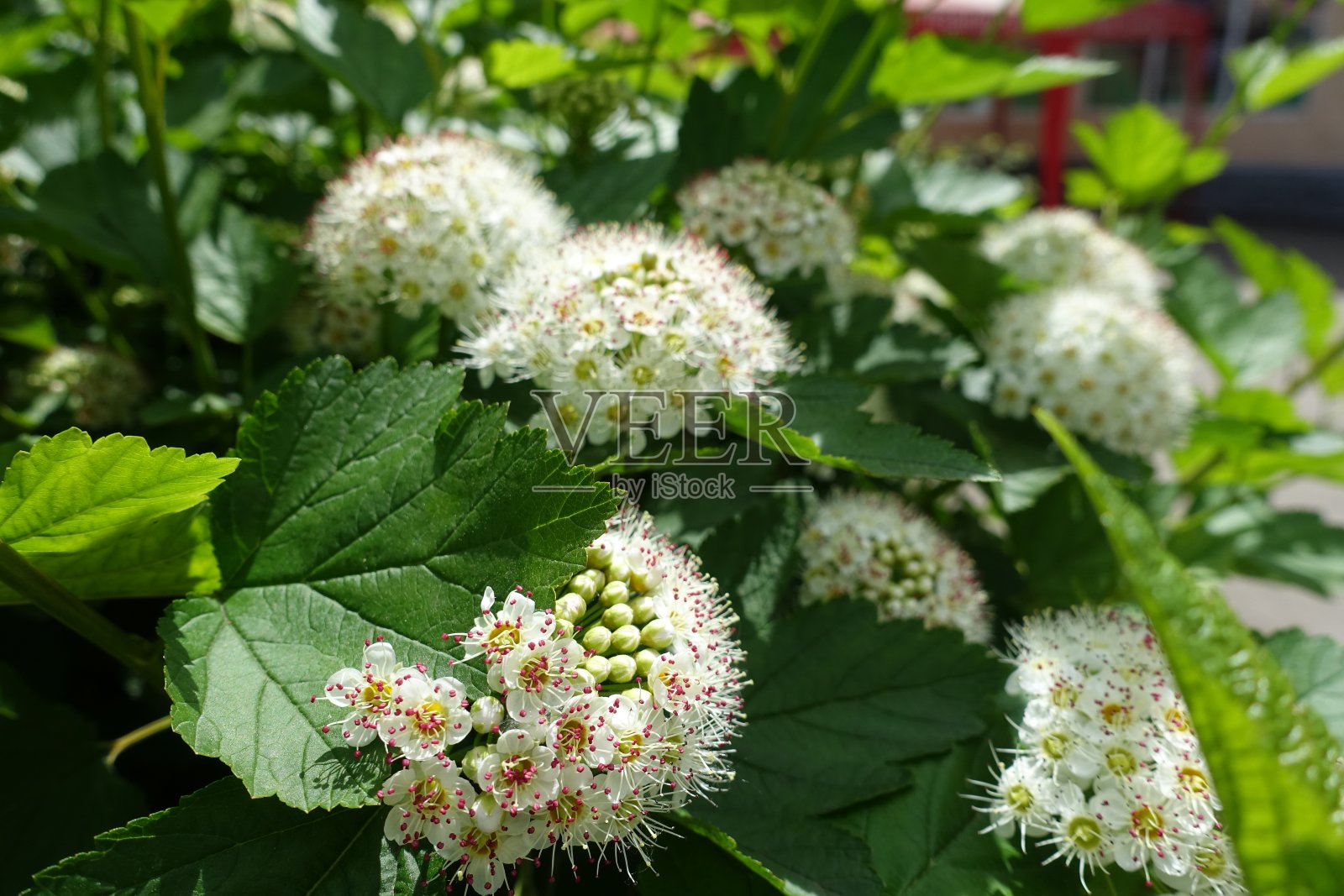 五月叶绿，花白花照片摄影图片