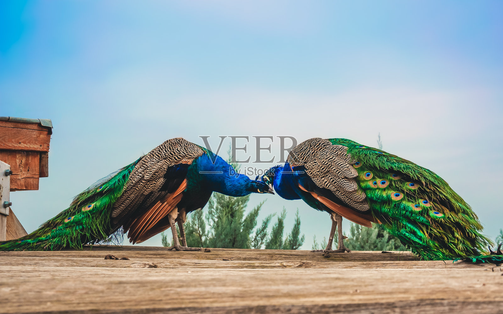 动物园里的两只孔雀照片摄影图片
