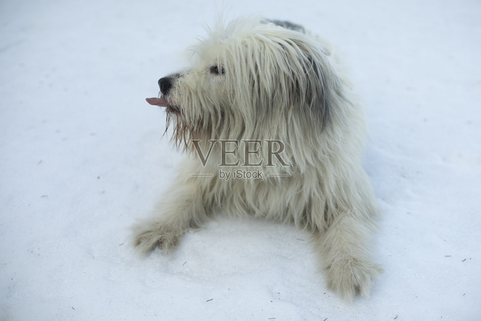 狗露出舌头。宠物在走路。动物躺在雪地里。照片摄影图片