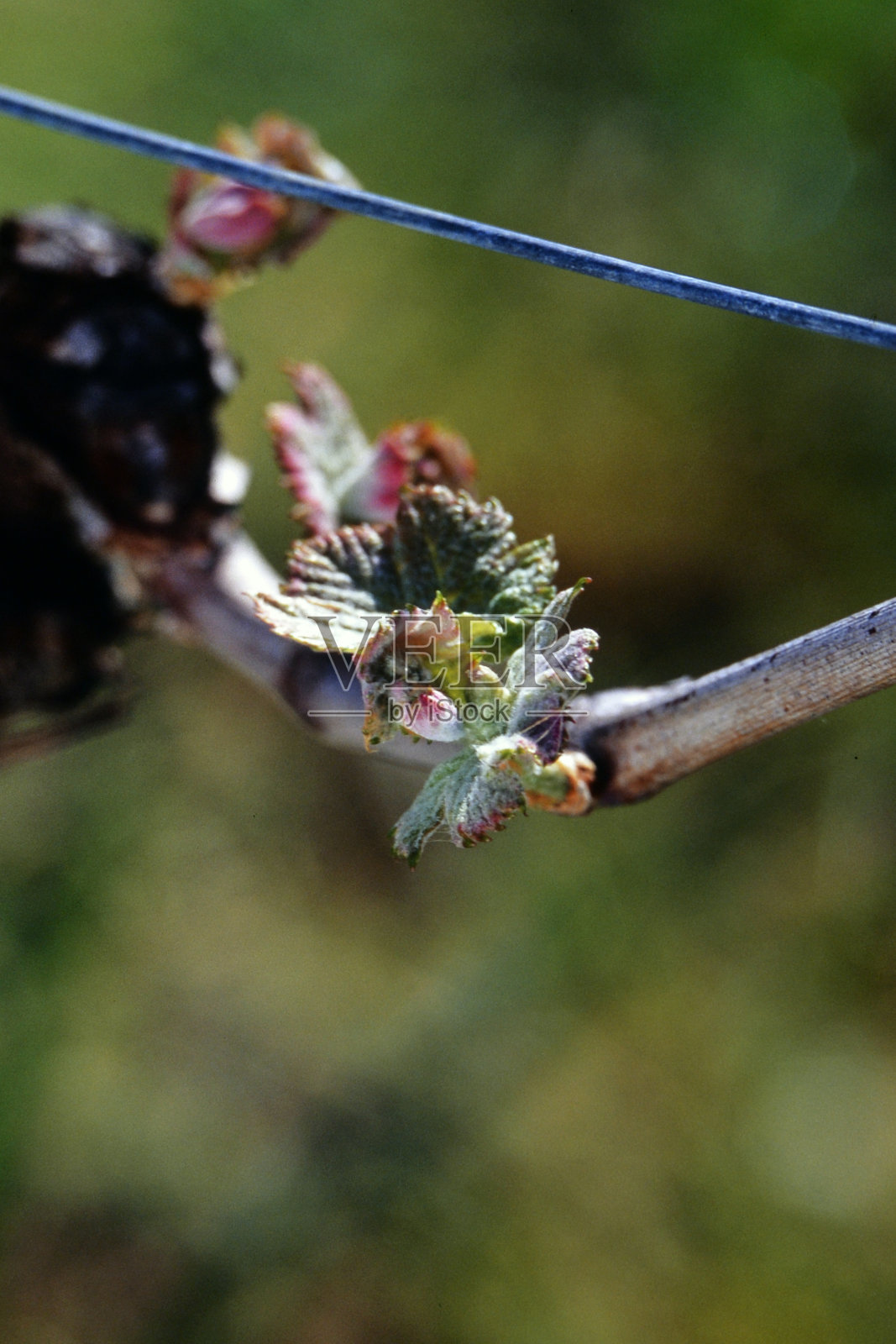 巴德在布鲁姆照片摄影图片