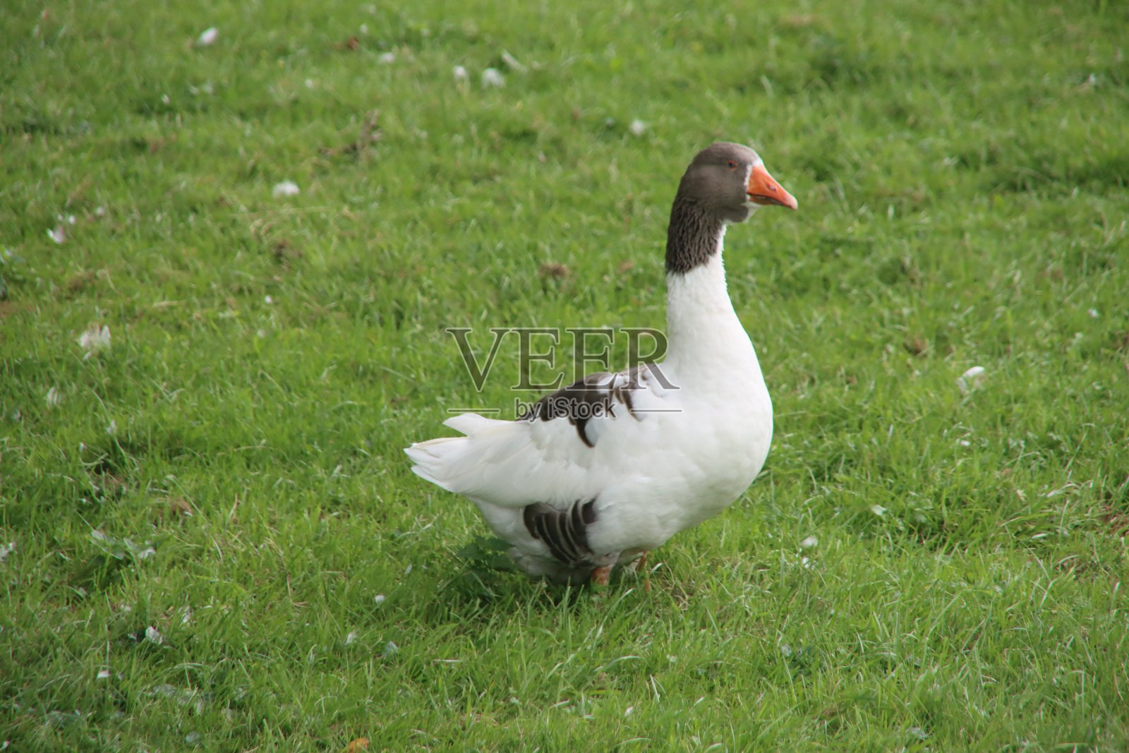 荷兰草地上的灰白色鹅照片摄影图片