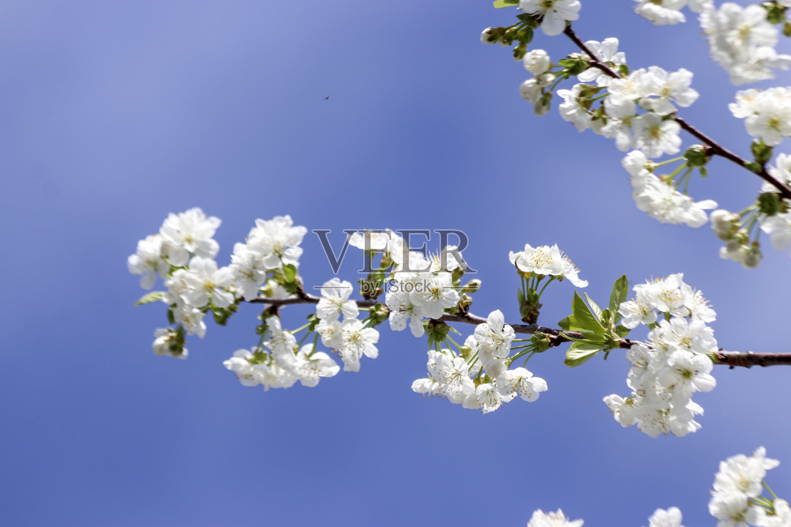 白色的花朵在樱桃树上与蓝色的天空照片摄影图片