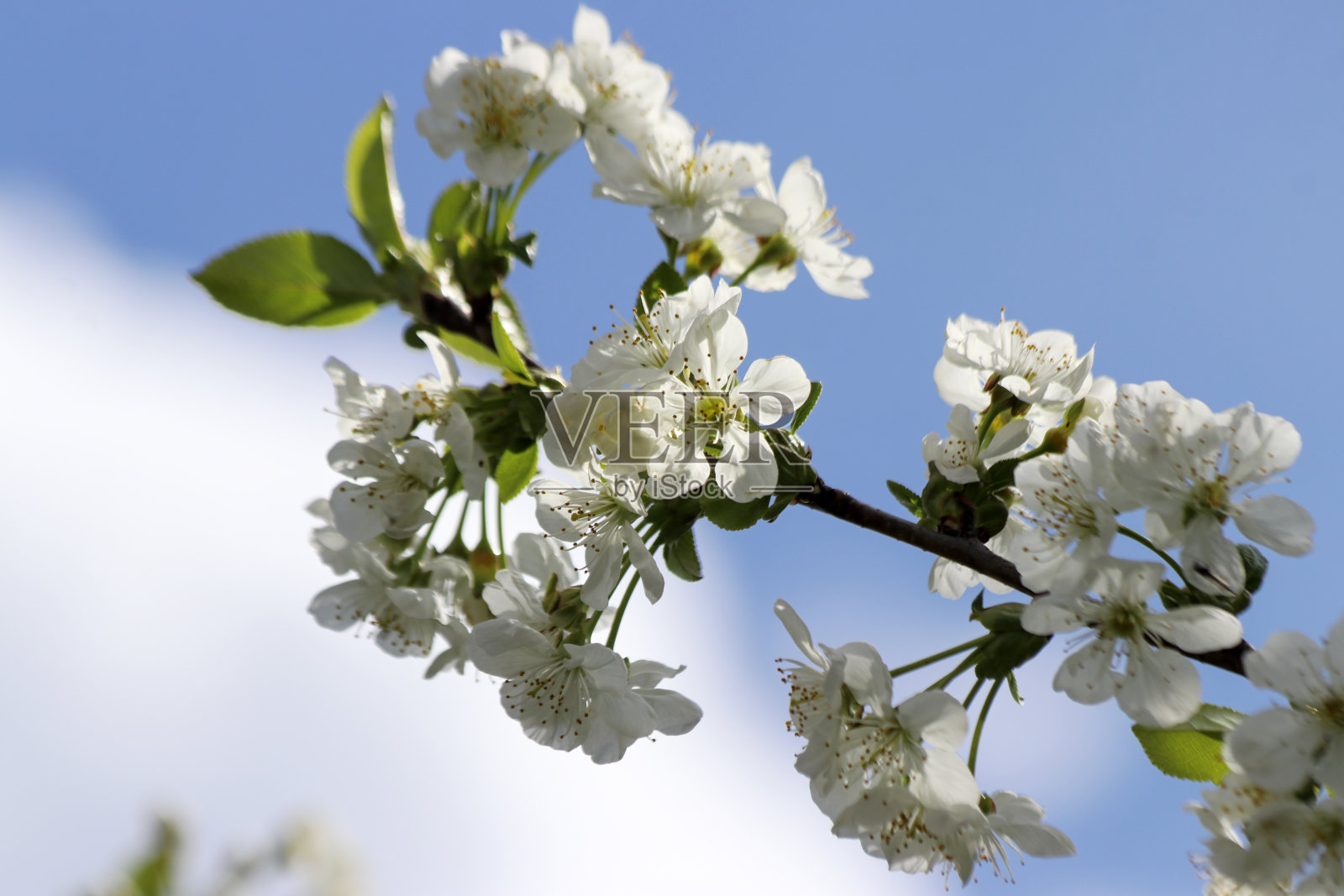 白色的花朵在樱桃树上与蓝色的天空照片摄影图片