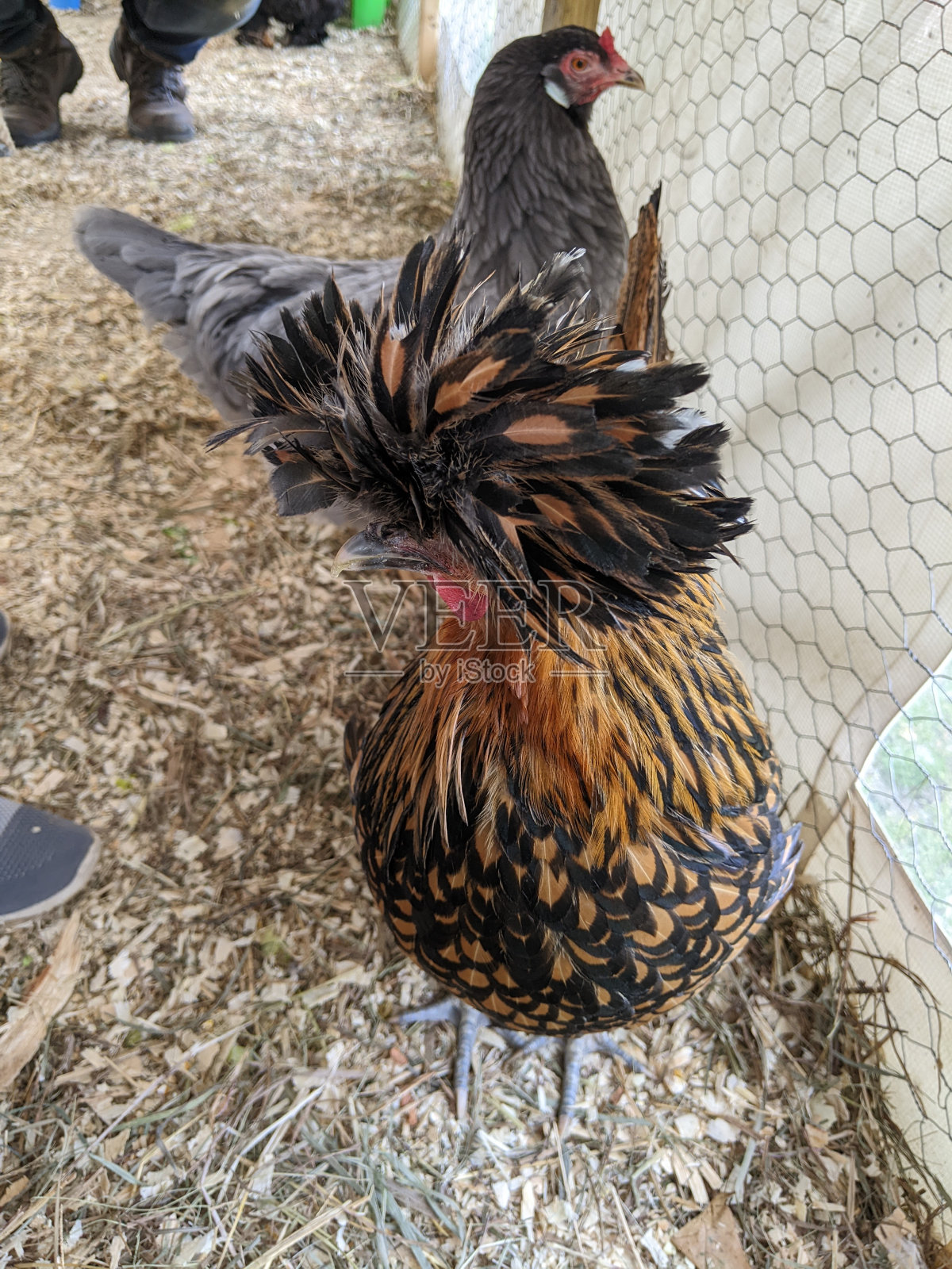 时髦的羽毛照片摄影图片