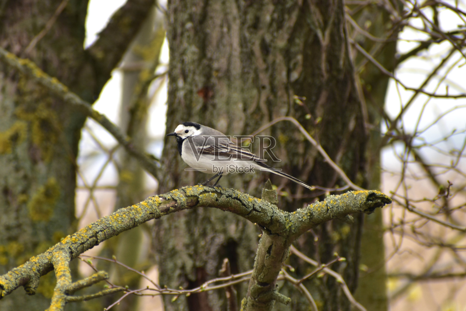 灰色的鹡鸰坐在树枝上。照片摄影图片