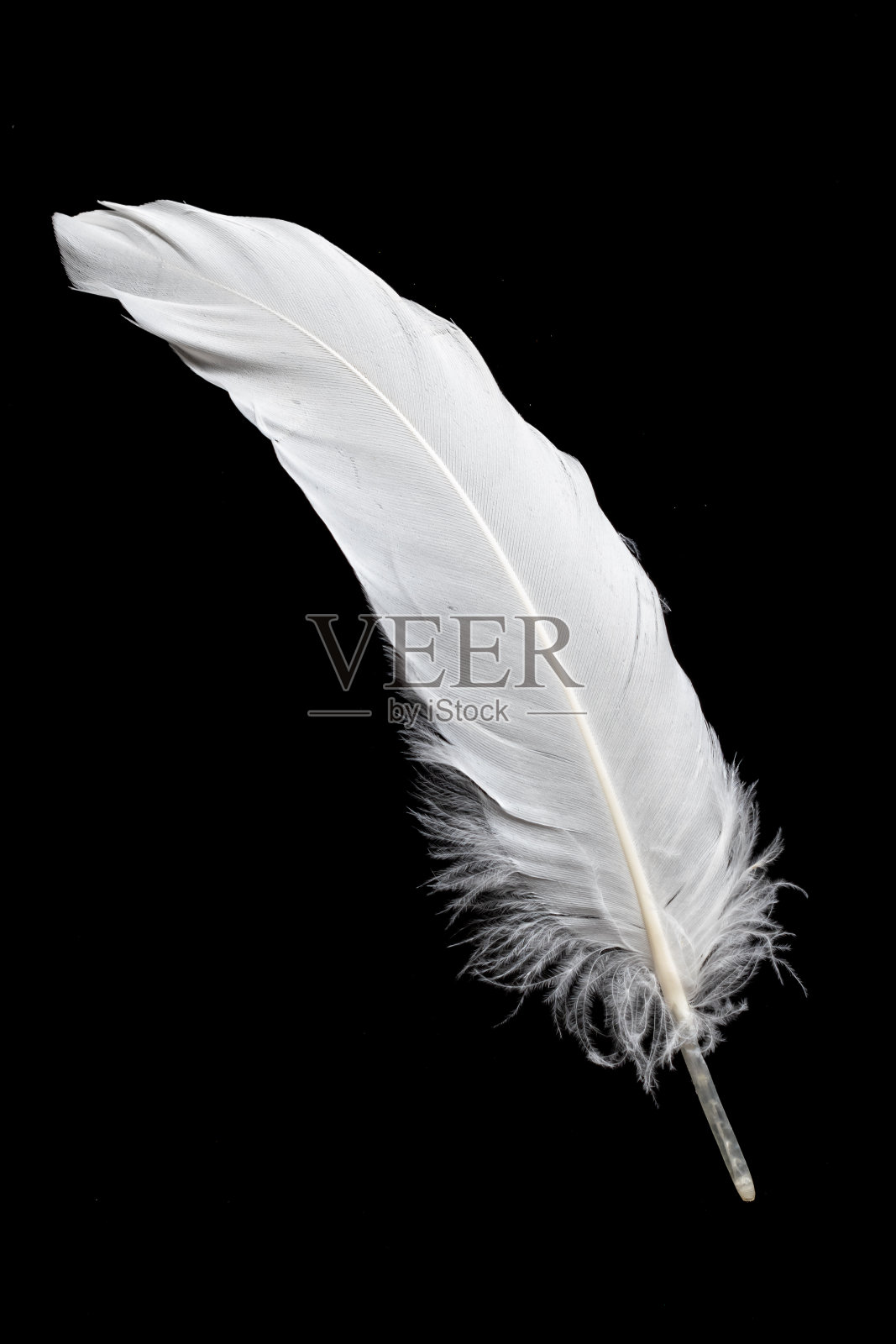黑色背景上鹅的白色羽毛照片摄影图片