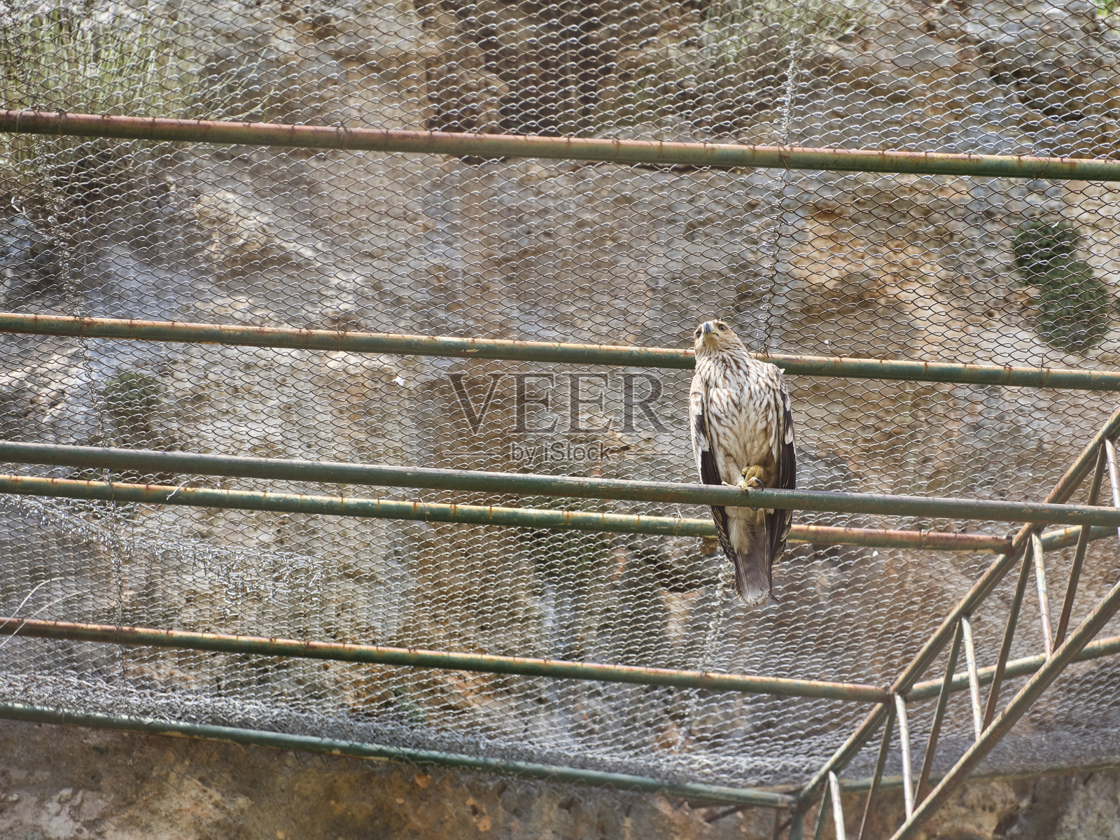 一只关在笼子里的野鹰照片摄影图片