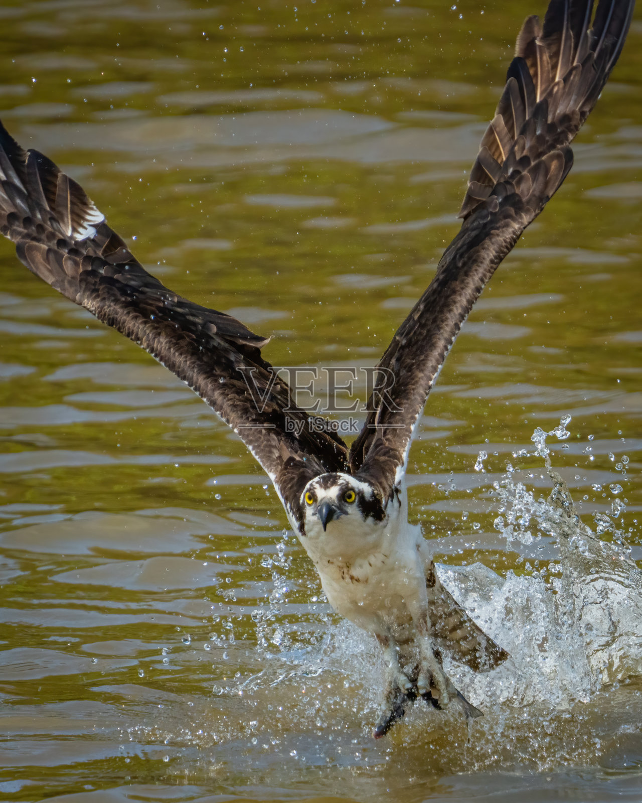 鱼鹰用它的猎物在飞行和在树枝上吃东西照片摄影图片