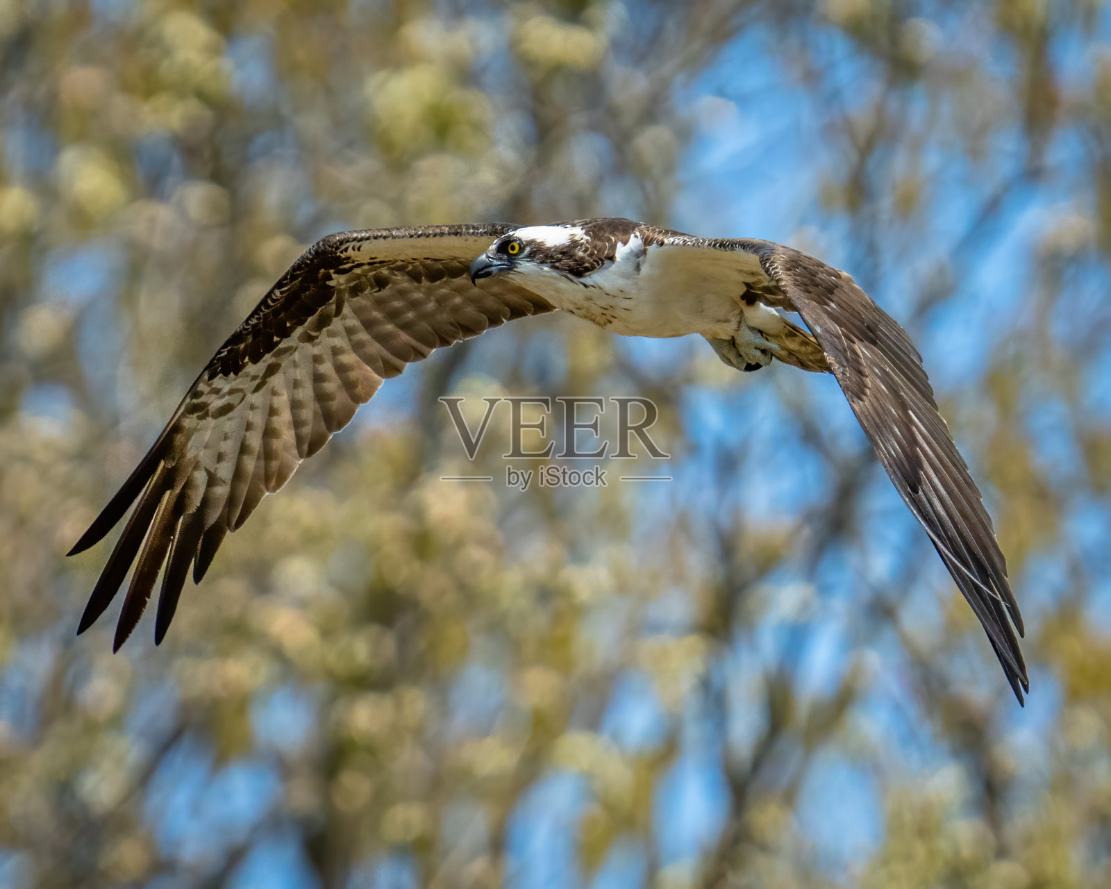 鱼鹰用它的猎物在飞行和在树枝上吃东西照片摄影图片