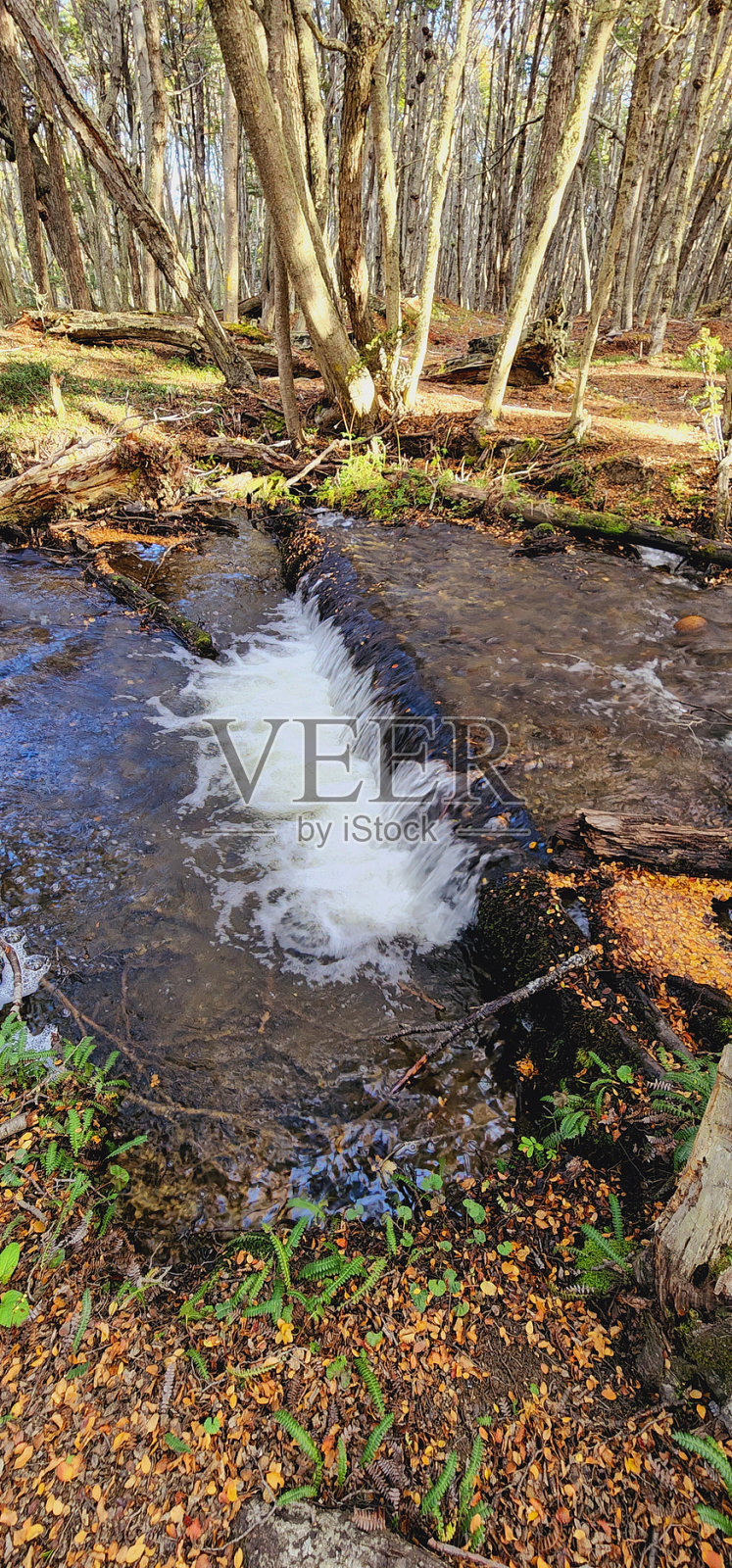 秋天的森林照片摄影图片