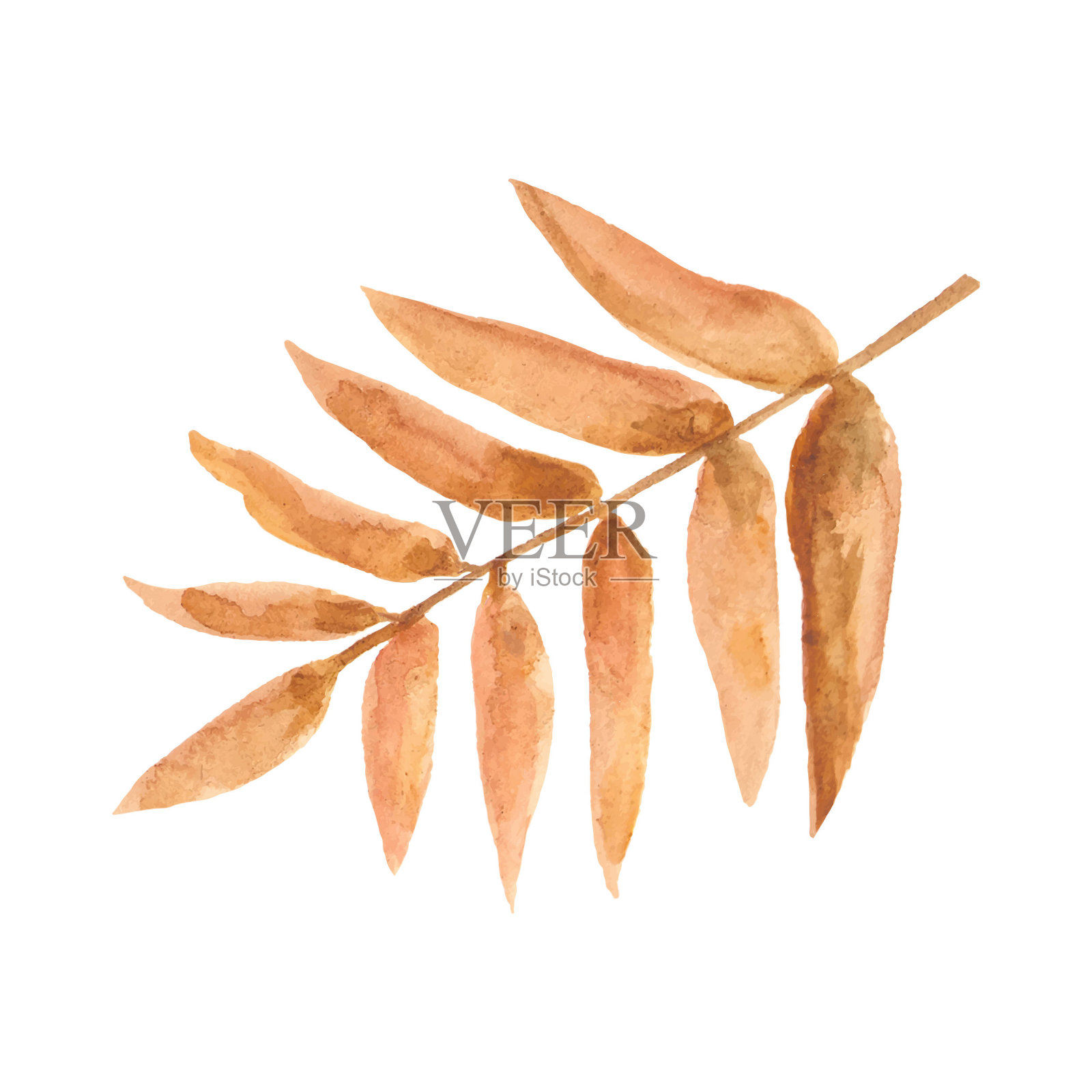 水彩黄色的叶子在白色的背景上。插画图片素材