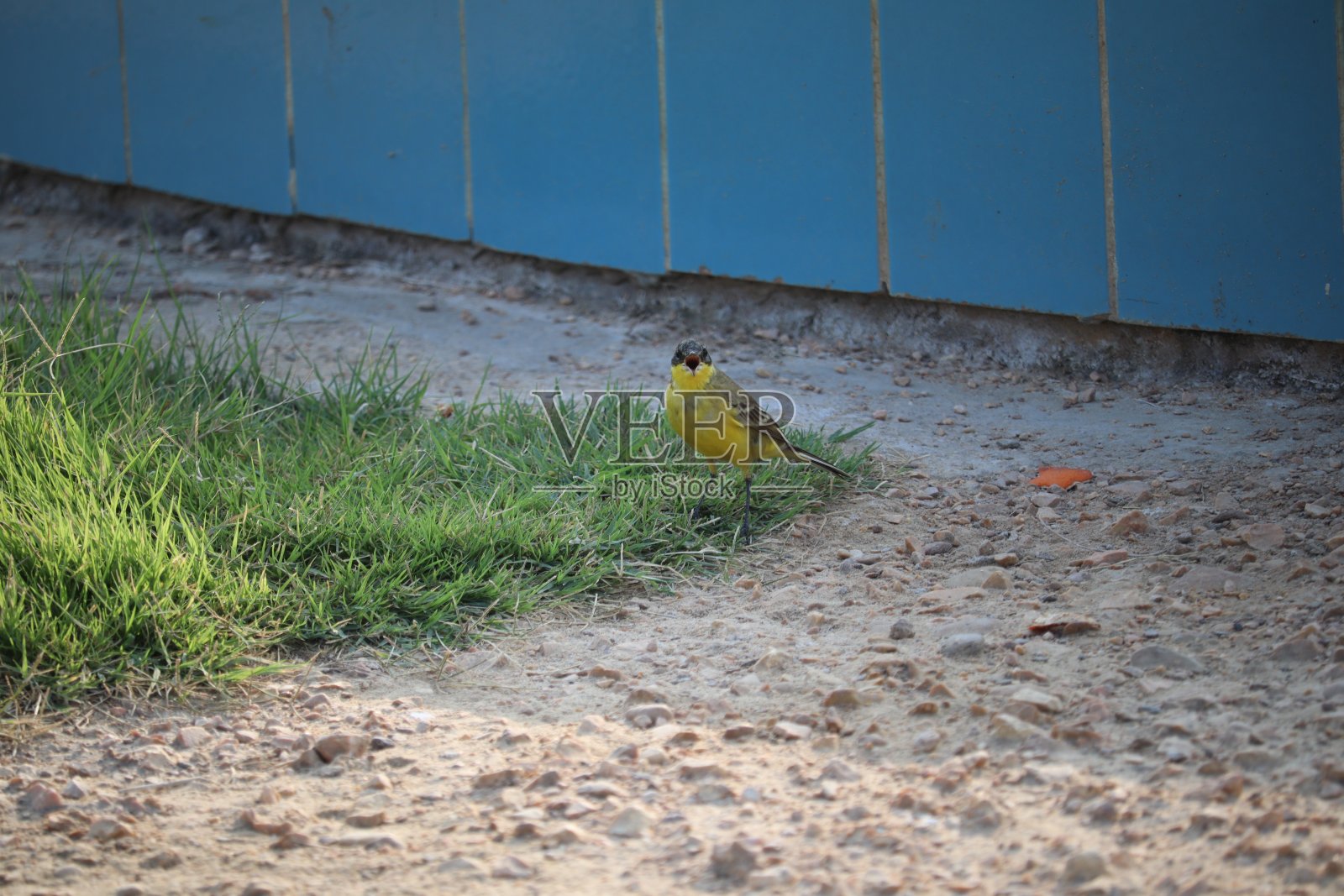小鸟照片摄影图片