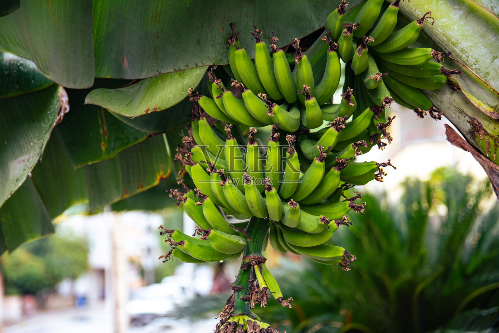一串绿香蕉长在树上照片摄影图片