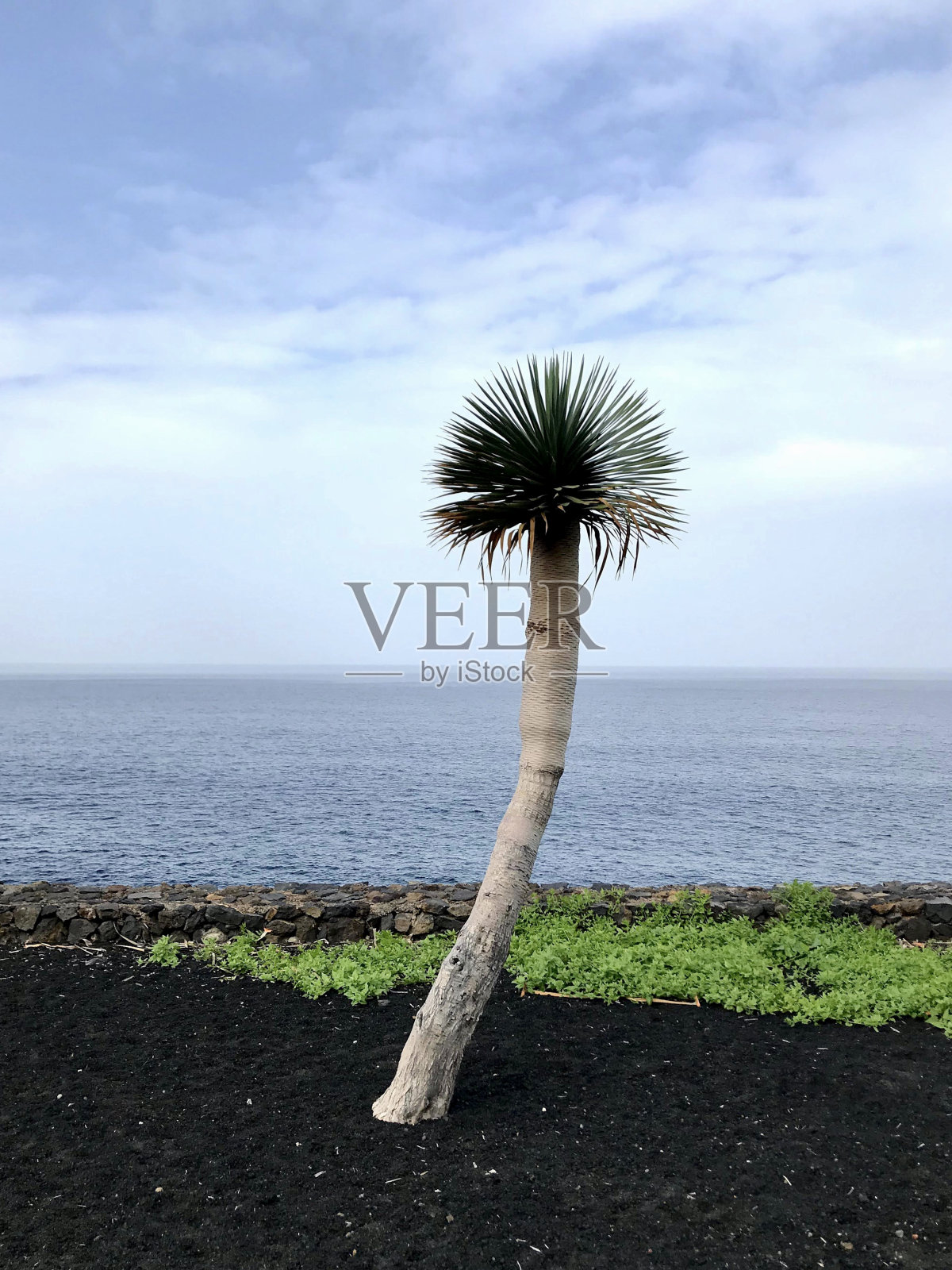 孤独的树长在海边。照片摄影图片