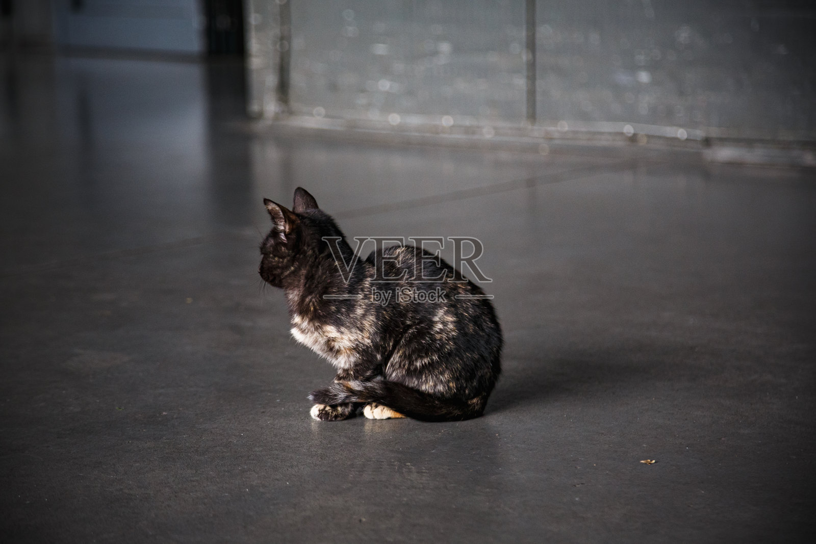 龟甲猫坐在空荡荡的仓库灰色地板上照片摄影图片