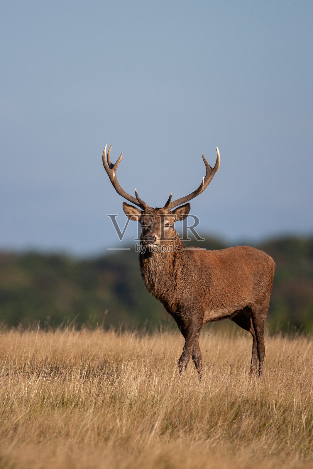 在英国伦敦的林地里，马鹿的雄鹿在咆哮和打斗照片摄影图片