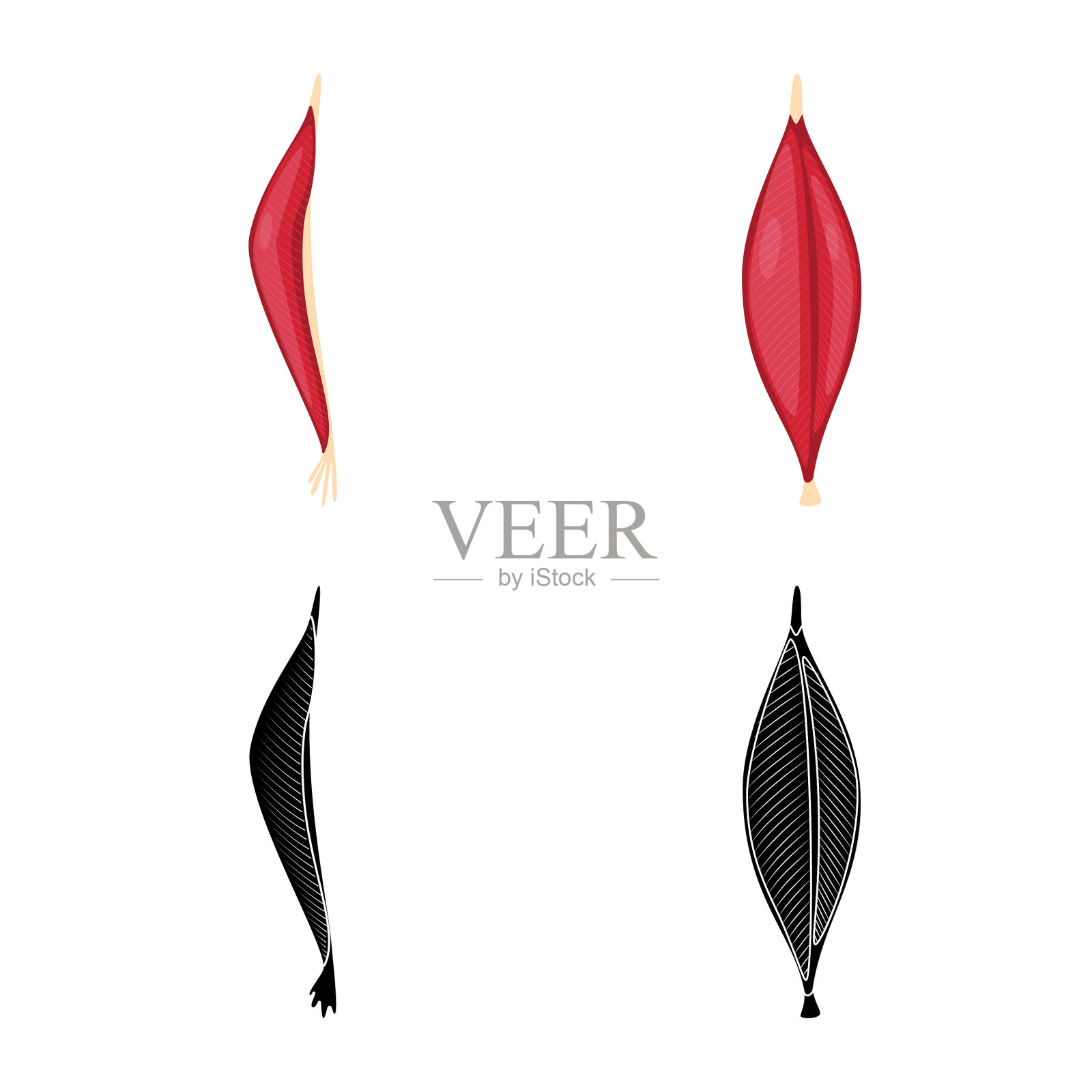 设计纤维和肌肉的标志套图标素材