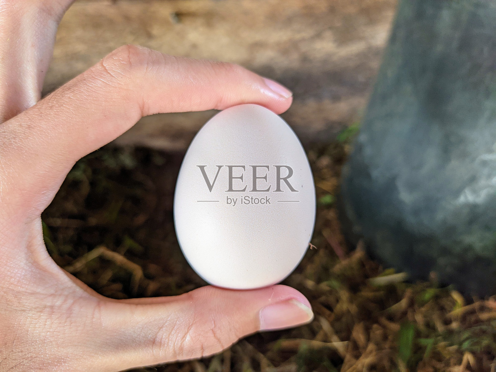 干草窝里的鸡蛋照片摄影图片