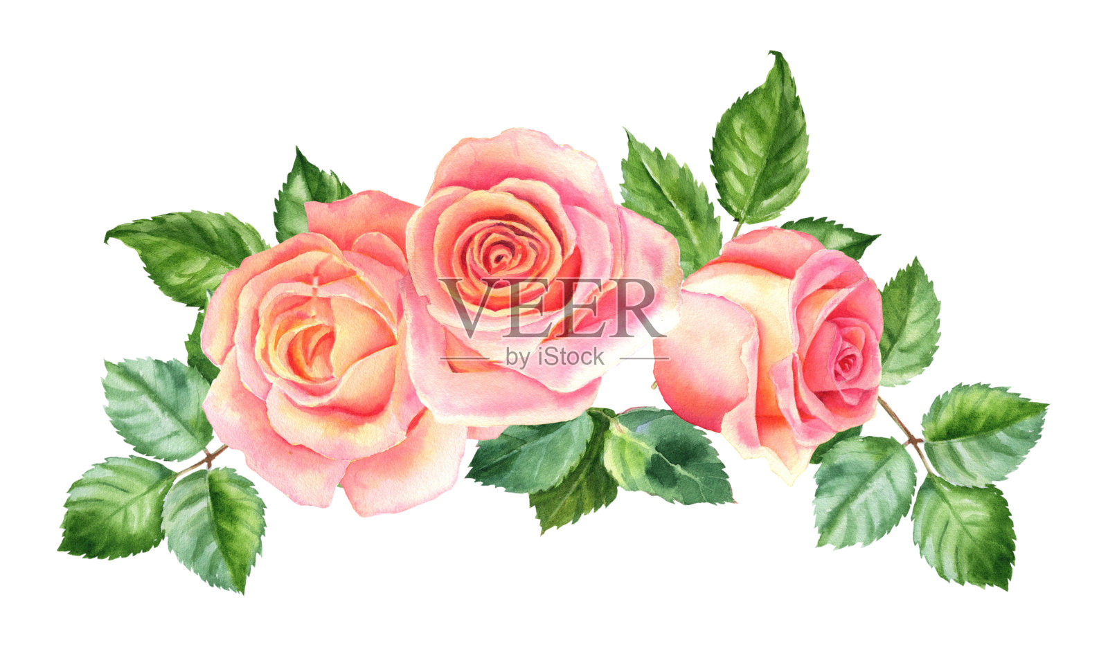 花束腮红水彩玫瑰，美丽的花朵孤立的白色背景，水彩插图，植物学绘画插画图片素材