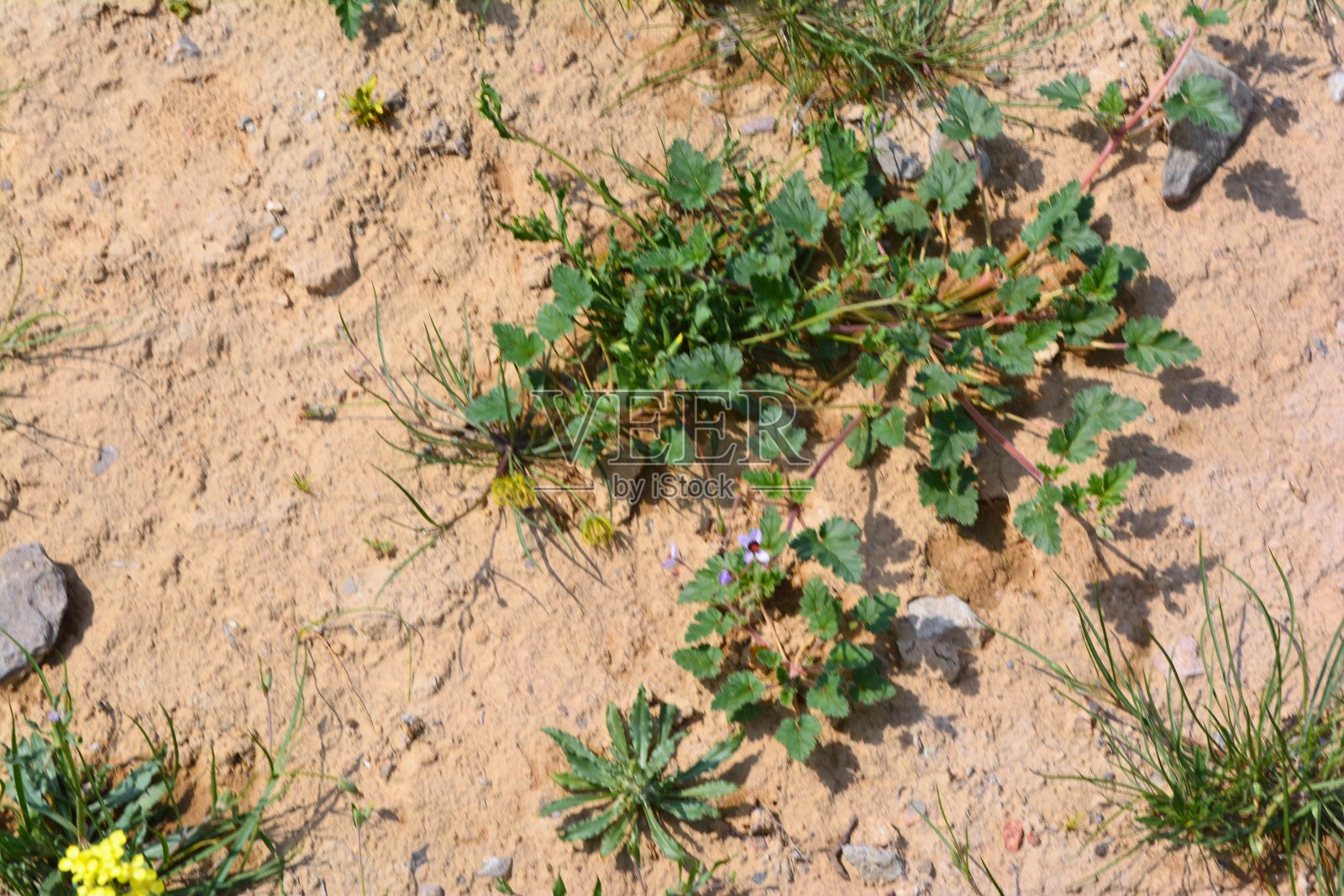 植物照片摄影图片