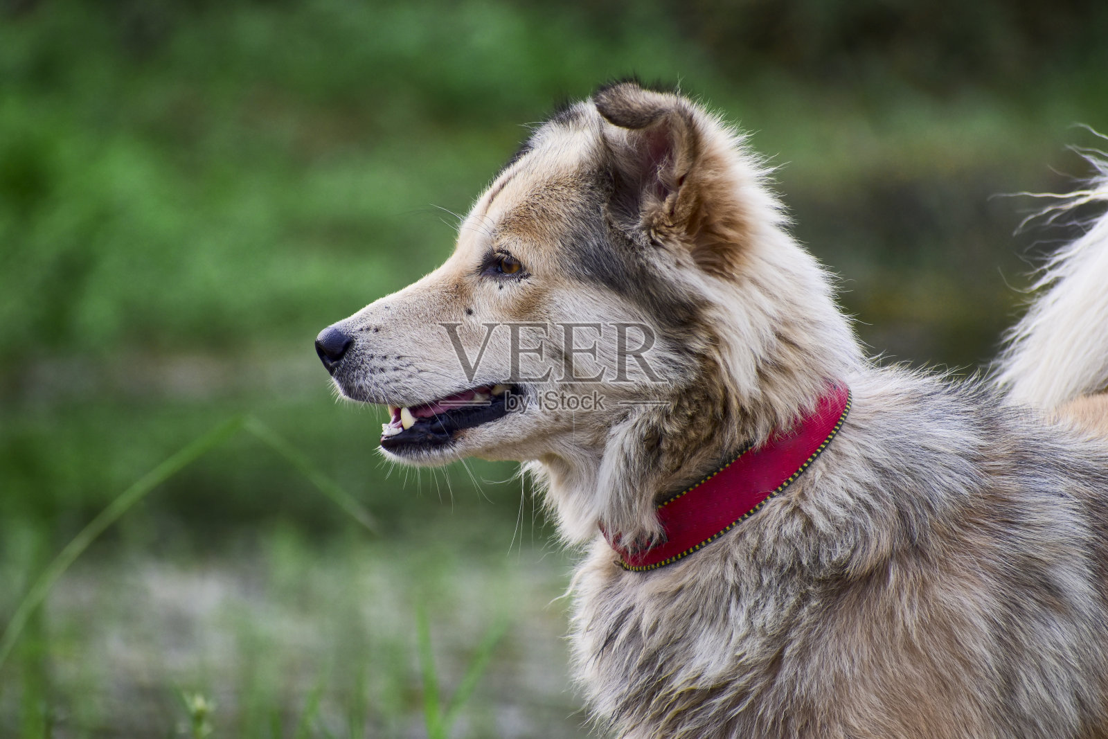 一个美丽的狗照片摄影图片