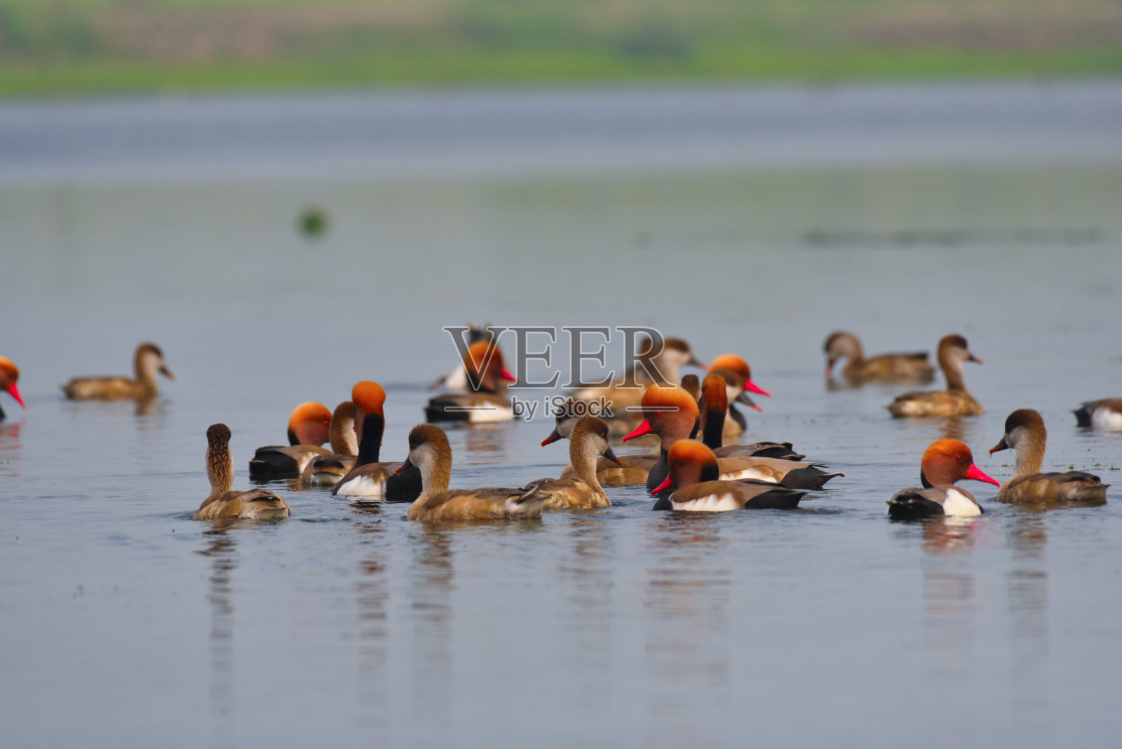 红色Creasted红头潜鸭照片摄影图片
