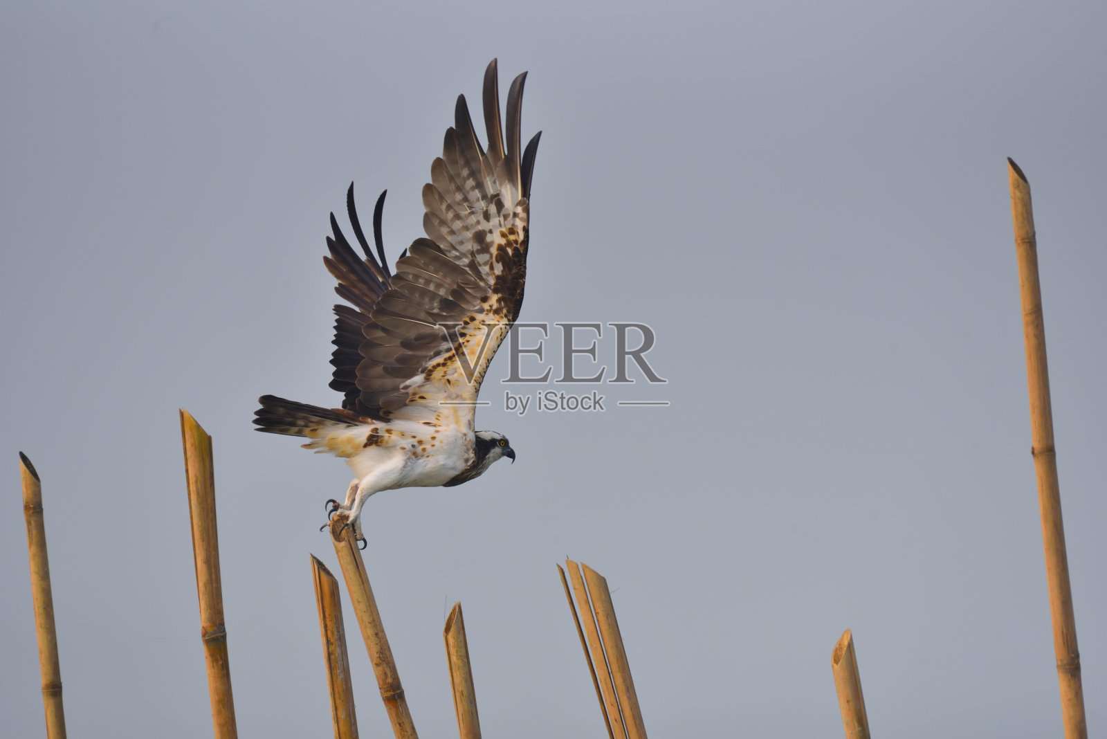 鱼鹰照片摄影图片
