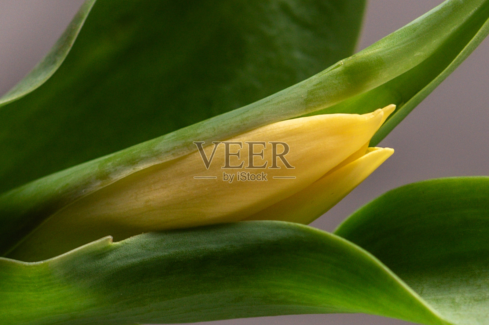 一束彩色郁金香特写，一束美丽的郁金香。照片摄影图片